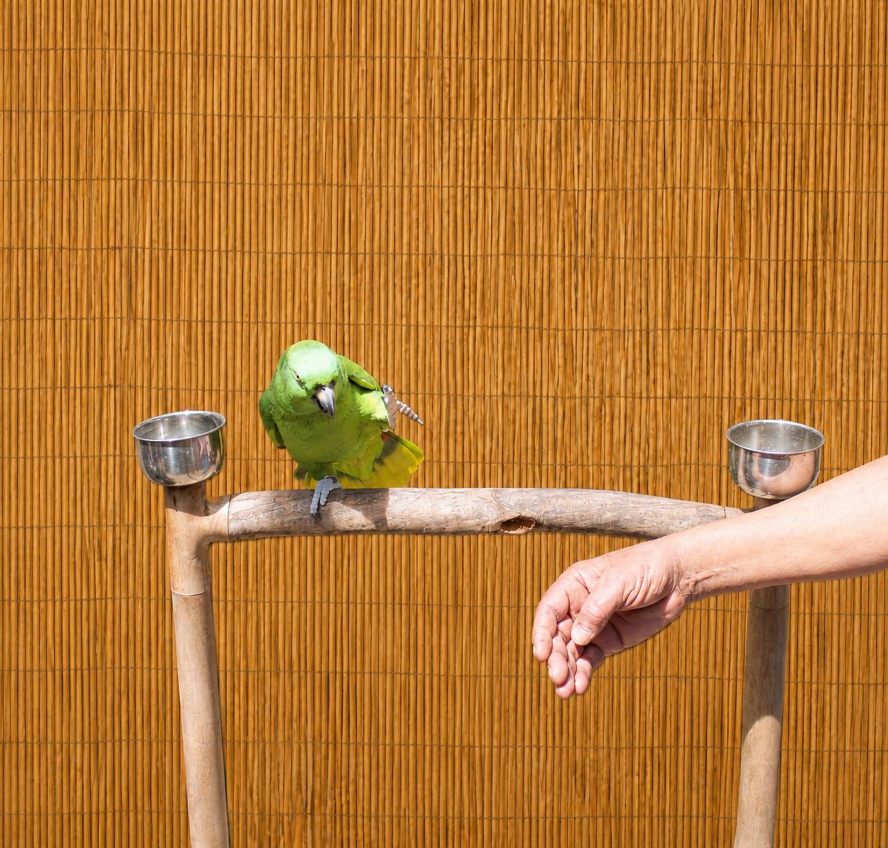 Pito aka Peter Male Yellow Nape Amazon, an adoptable Parrot (Other) in Vancouver, WA image 3/6
