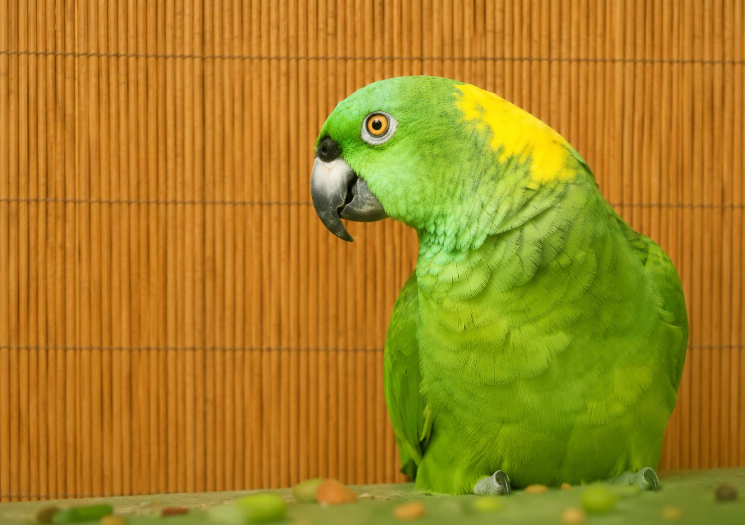 Pito aka Peter Male Yellow Nape Amazon, adoptable, Adult Male Parrot (Other).