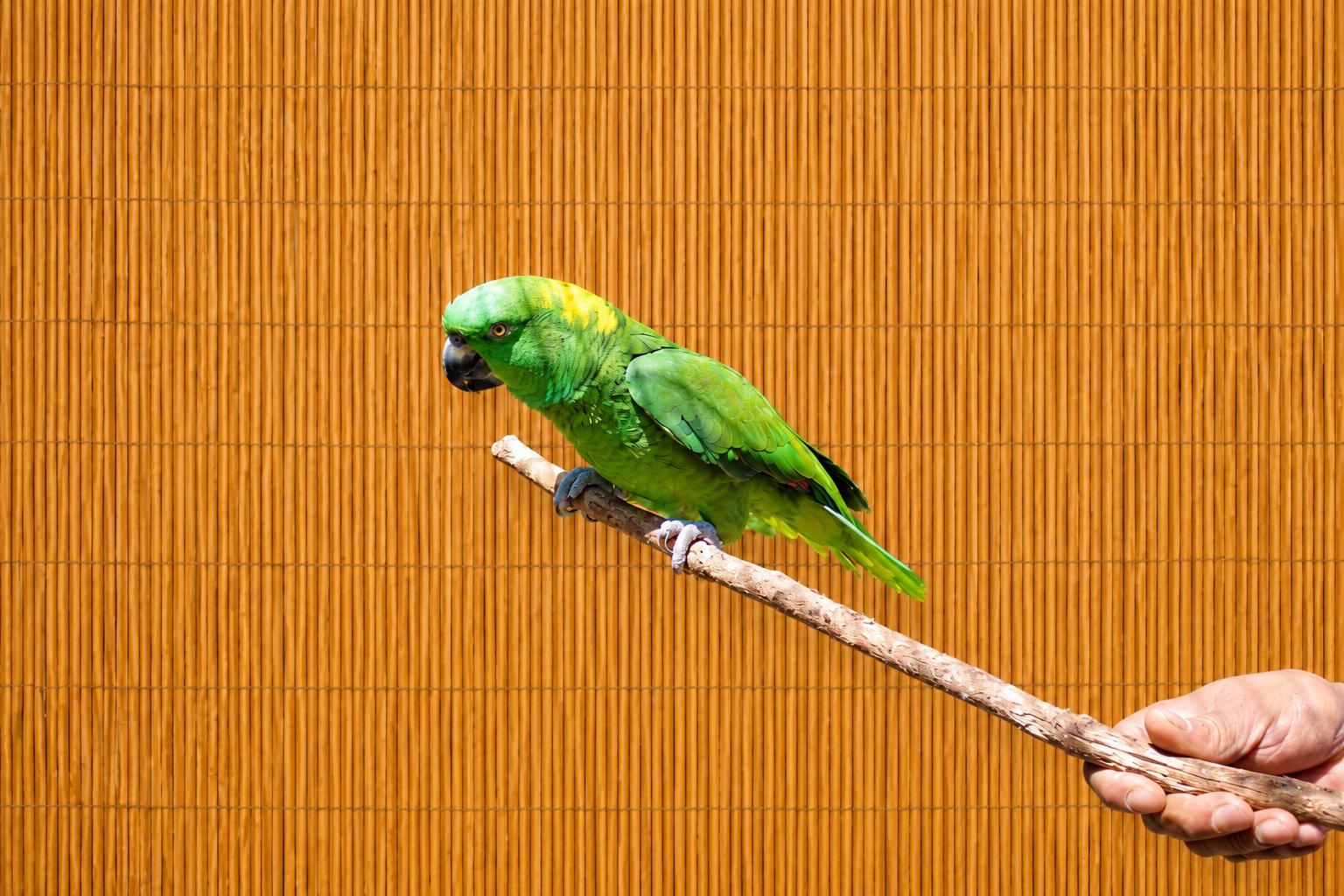 Pito aka Peter Male Yellow Nape Amazon, an adoptable Parrot (Other) in Vancouver, WA image 4/6