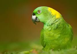 Pito aka Peter Male Yellow Nape Amazon, an adoptable Parrot (Other) in Vancouver, WA image 2/6