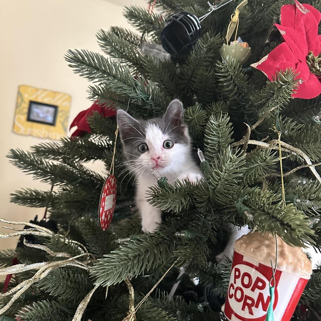 Zinnia, Adoptable, Kitten Female Domestic Medium Hair.