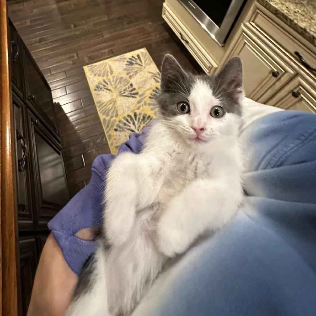 Enlarge Zinnia, a Adoptable Domestic Medium Hair in Chantilly, VA image 2/3