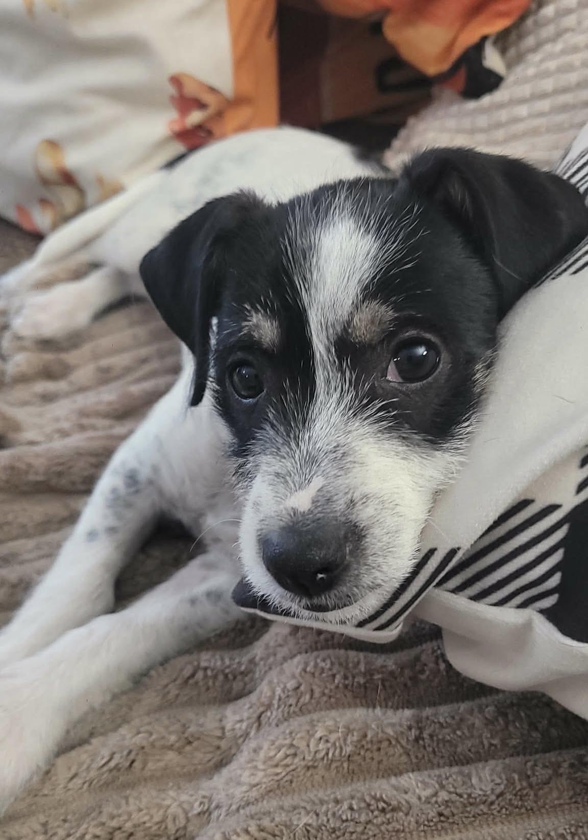 Enlarge Poppyseed, a Adoptable mixed breed in Beavercreek, OR image 5/6