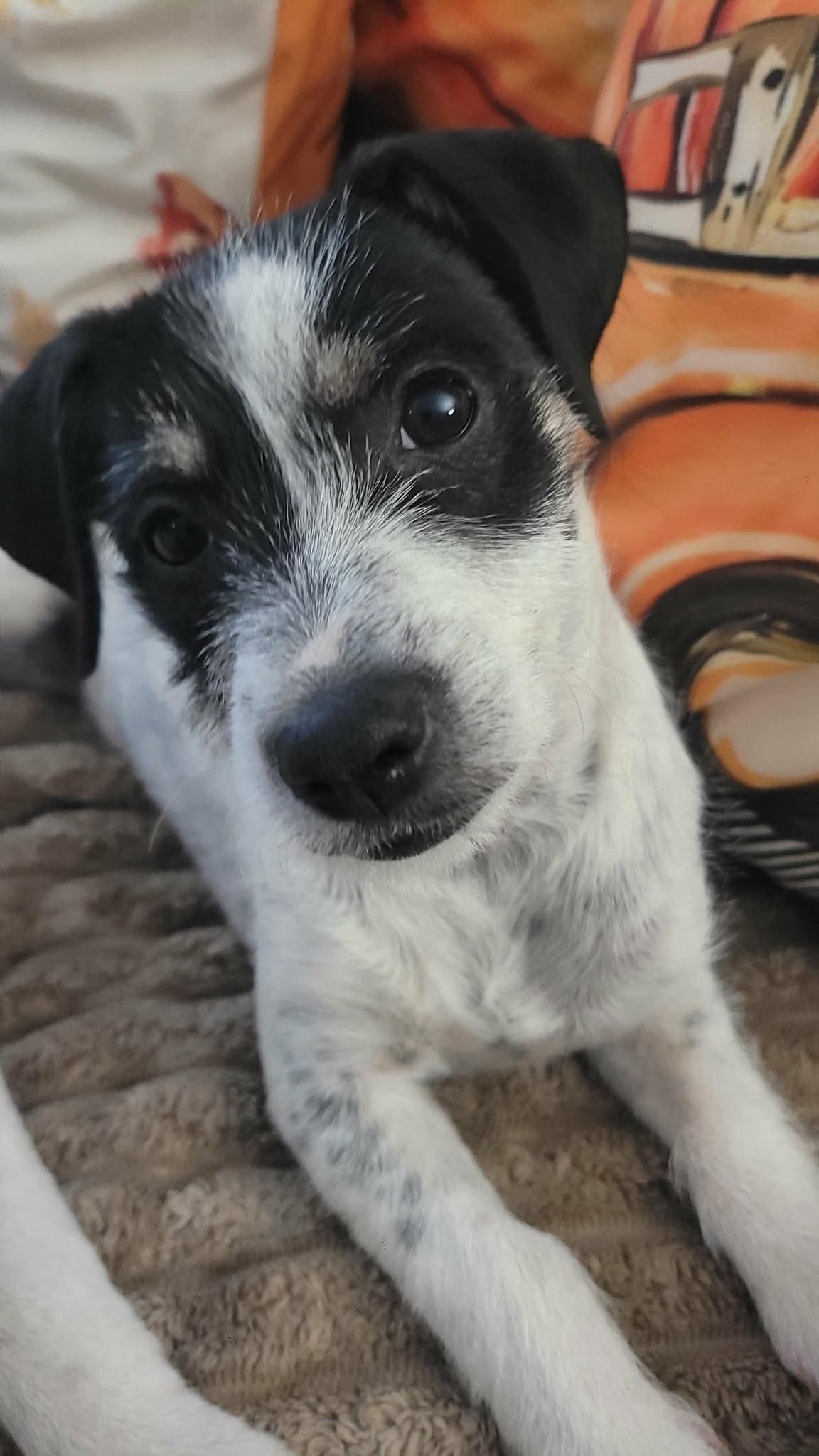 Enlarge Poppyseed, a Adoptable mixed breed in Beavercreek, OR image 4/6