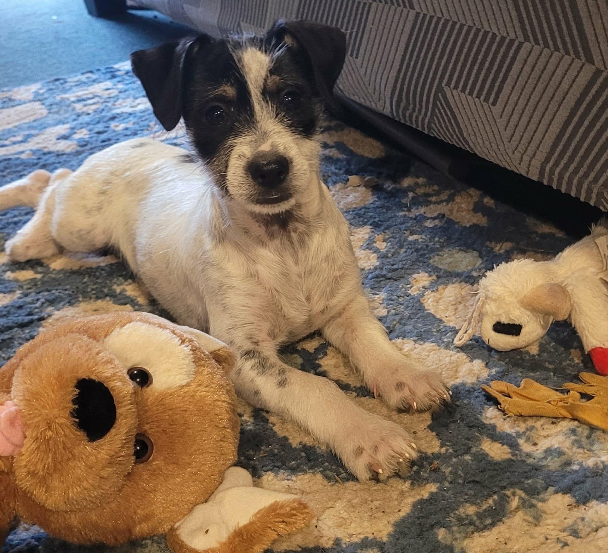 Enlarge Poppyseed, a Adoptable mixed breed in Beavercreek, OR image 2/6