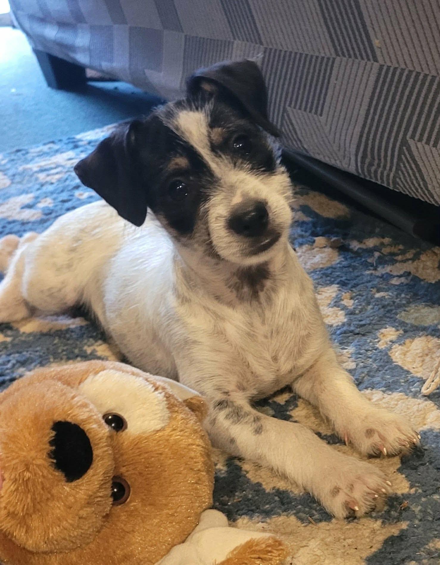 Poppyseed, Adoptable, Puppy Female Jack Russell Terrier.