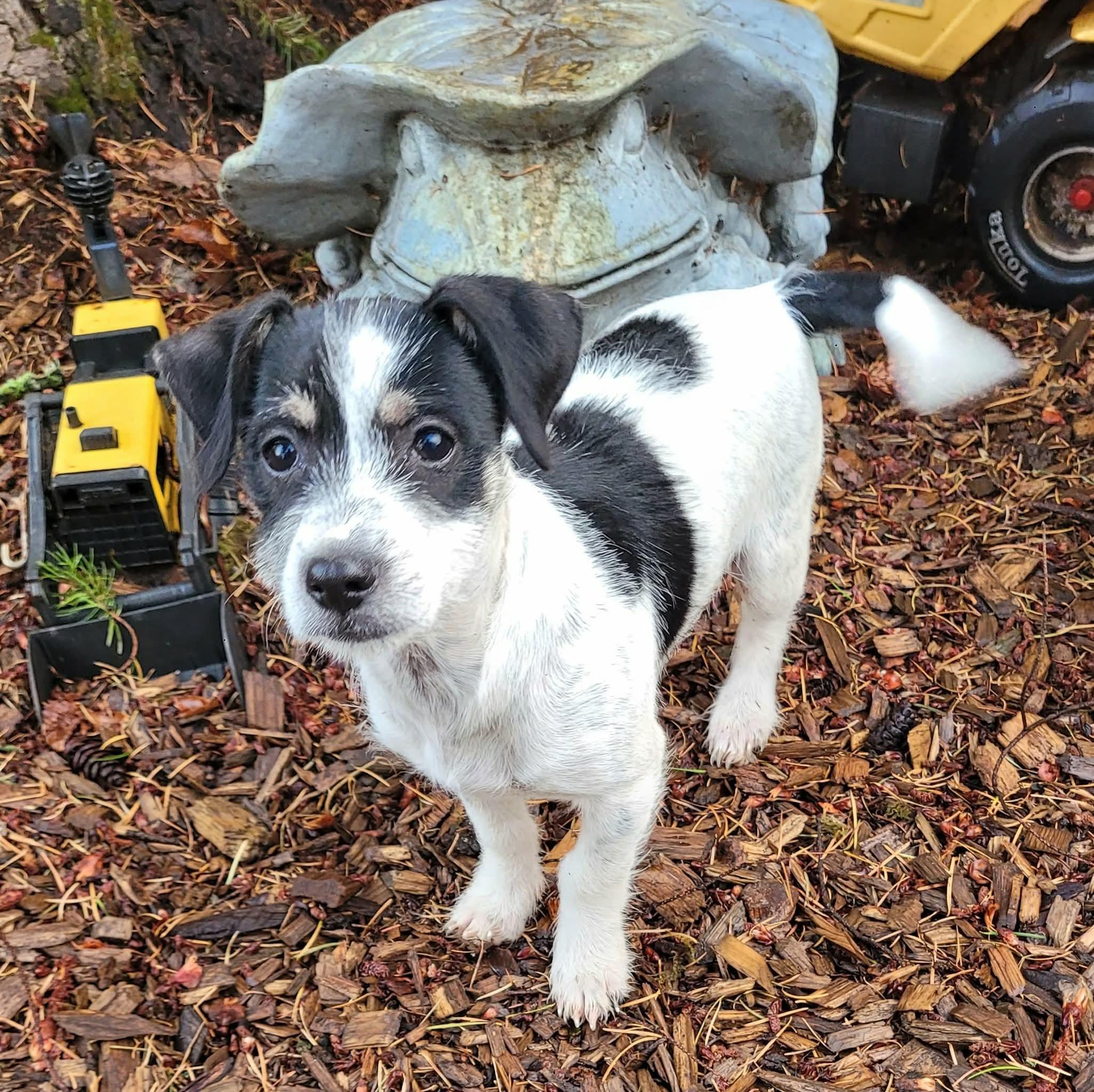 Enlarge Poppyseed, a Adoptable mixed breed in Beavercreek, OR image 6/6