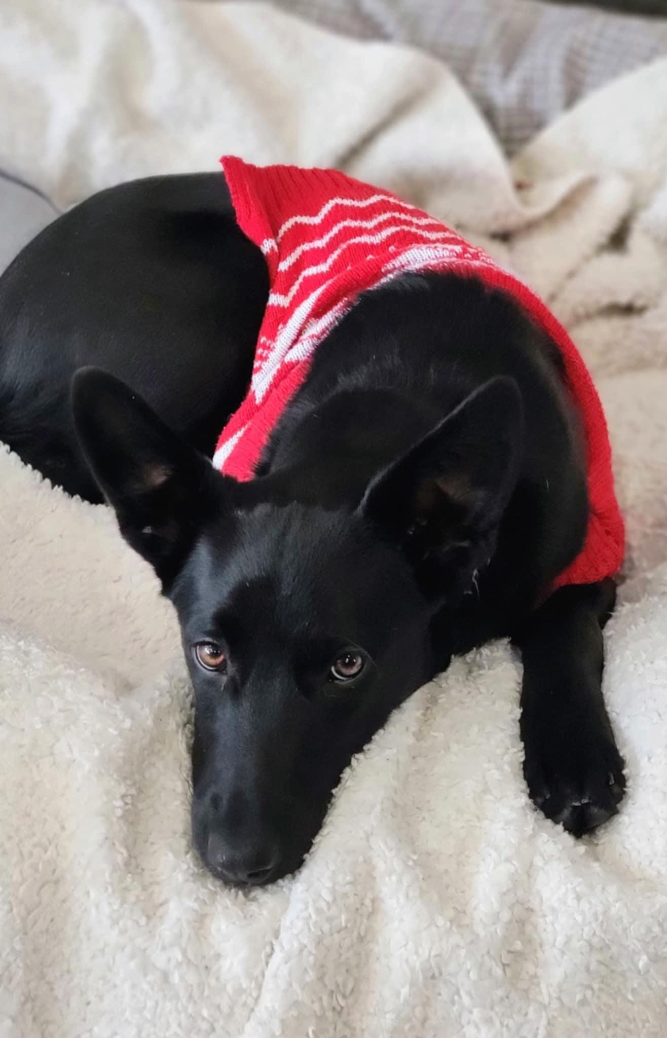 Jose, a Adoptable mixed breed in Saskatoon, SK image 6/6