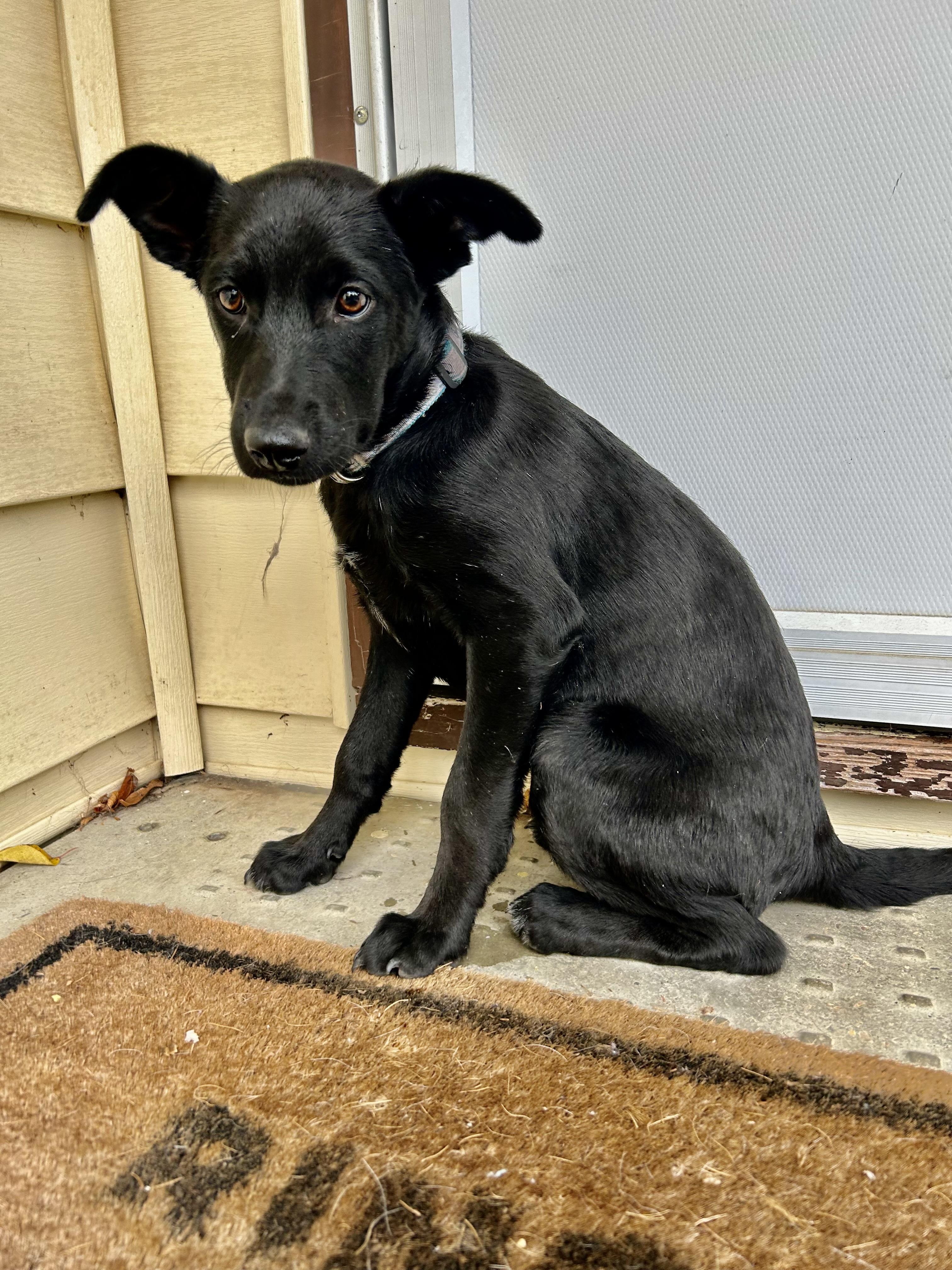 Jose, a Adoptable mixed breed in Saskatoon, SK image 6/6