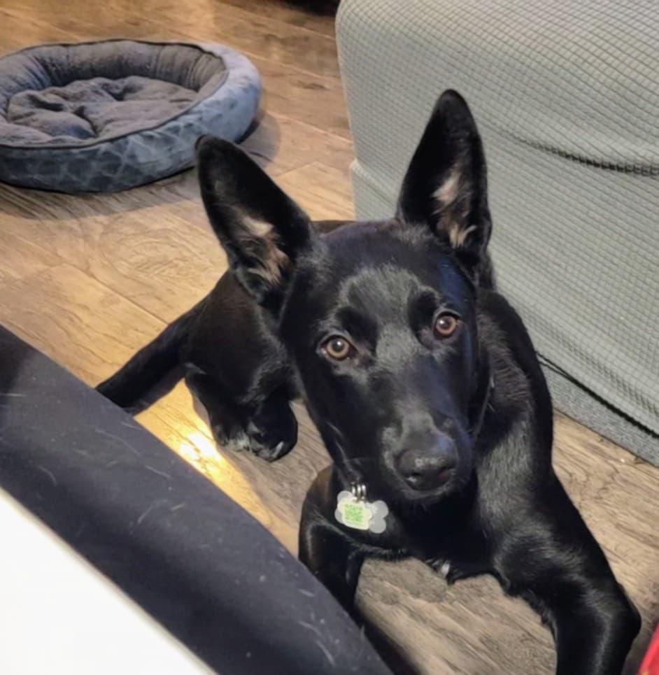 Jose, a Adoptable mixed breed in Saskatoon, SK image 4/6