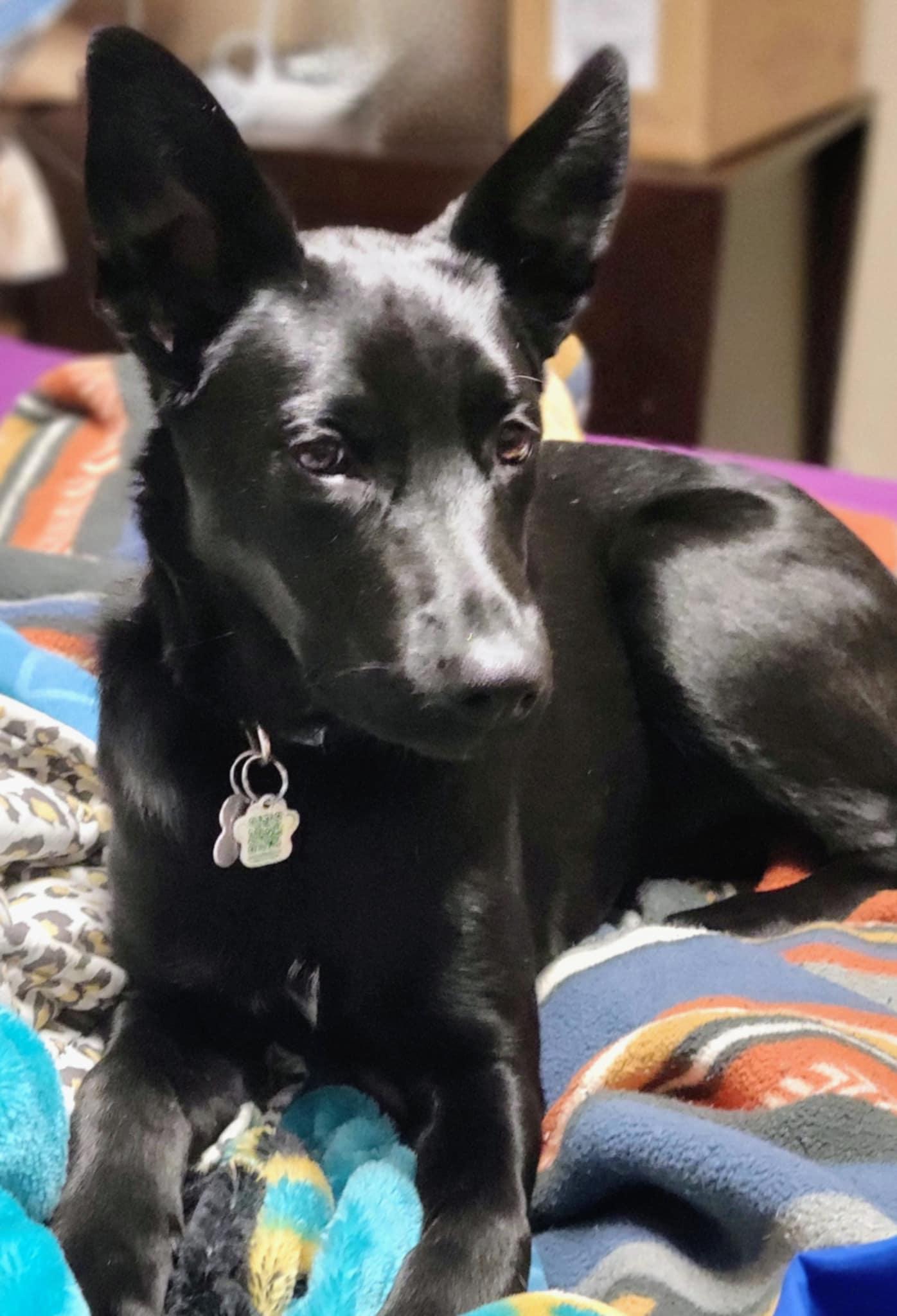 Jose, a Adoptable mixed breed in Saskatoon, SK image 5/6