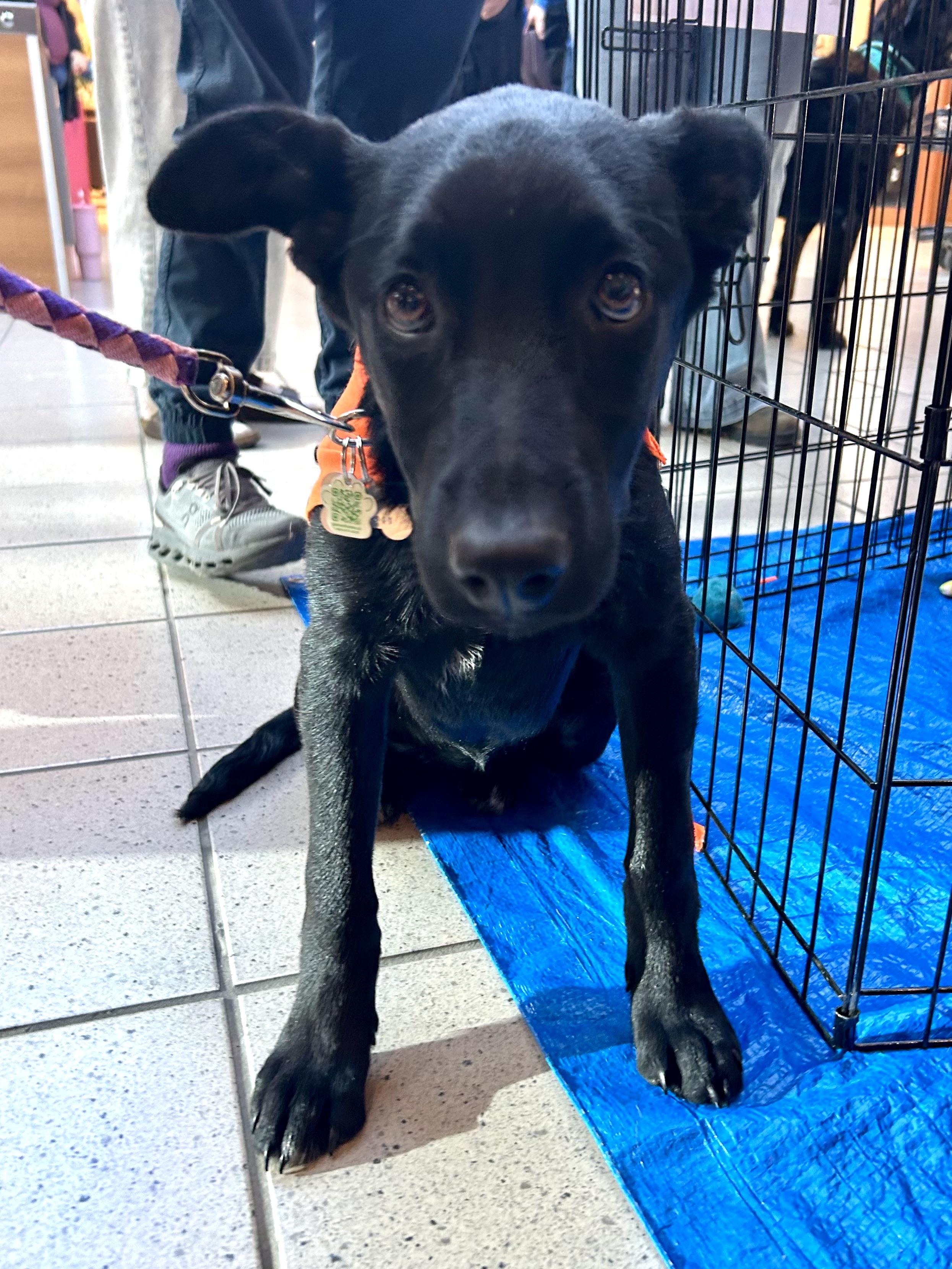 Jose, a Adoptable mixed breed in Saskatoon, SK image 2/6