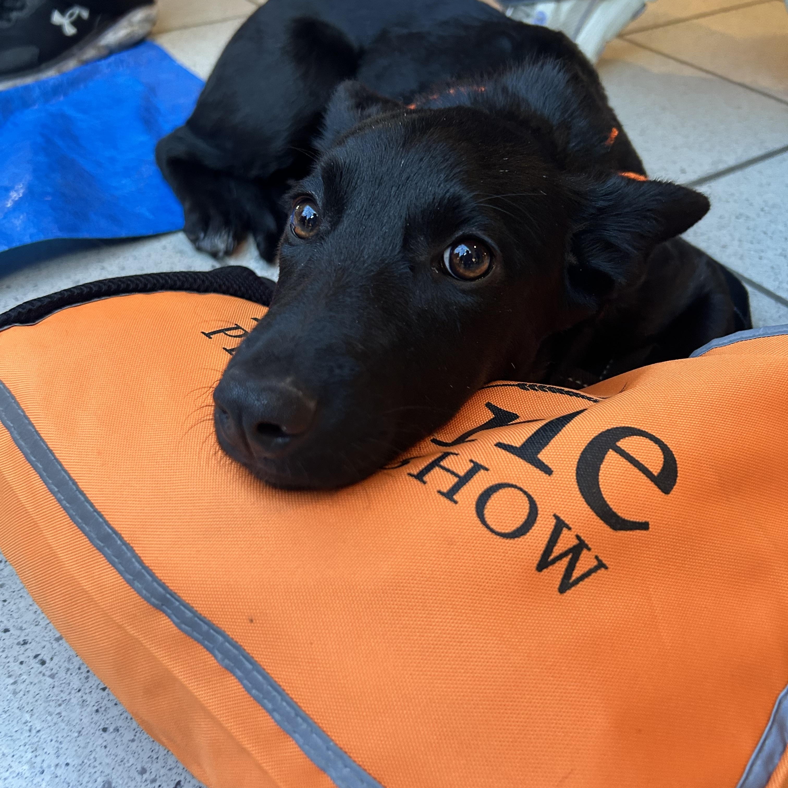 Jose, a Adoptable mixed breed in Saskatoon, SK image 1/6