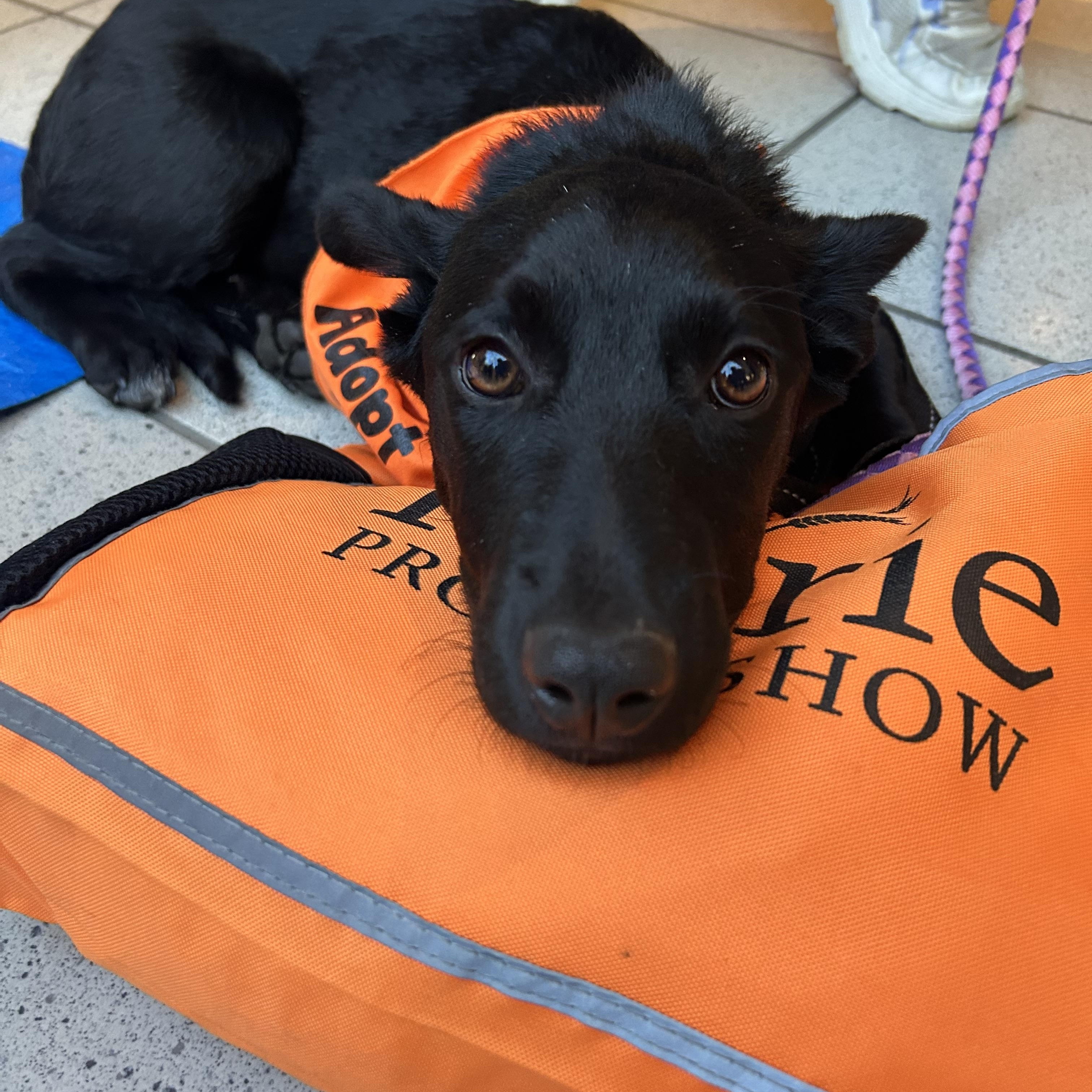 Jose, a Adoptable mixed breed in Saskatoon, SK image 3/6