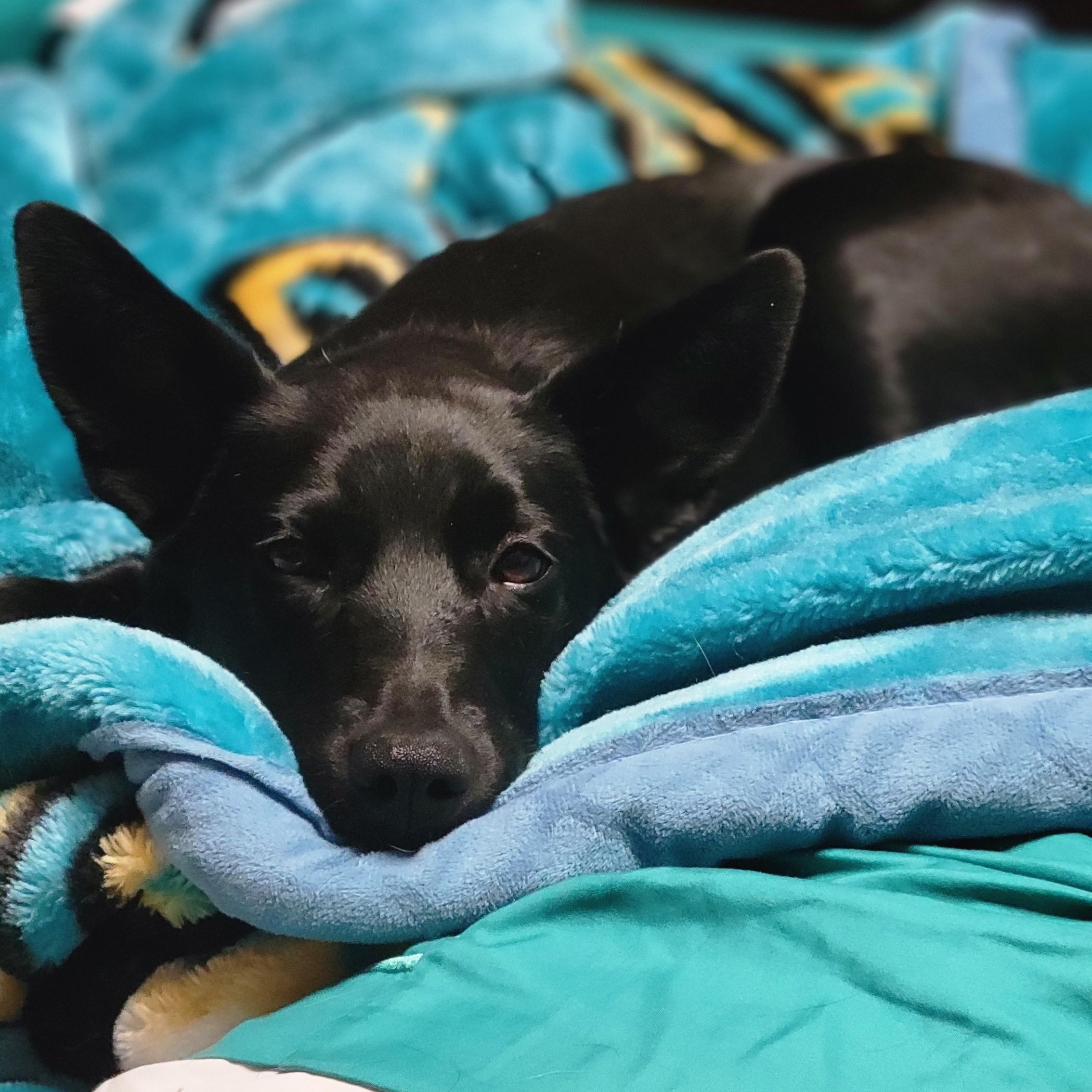 Jose, Adoptable, Puppy Female Mixed Breed.