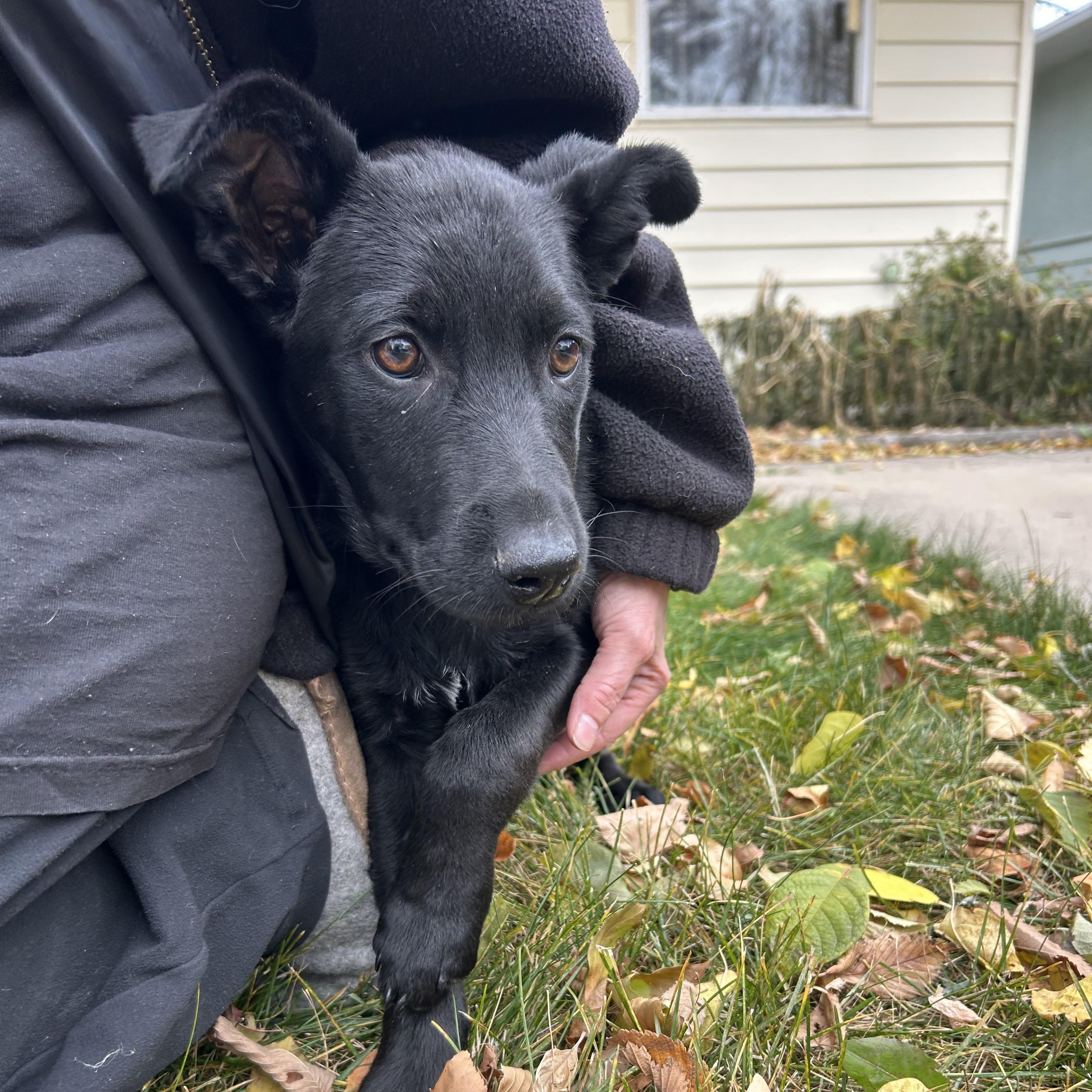 Jose, a Adoptable mixed breed in Saskatoon, SK image 4/6