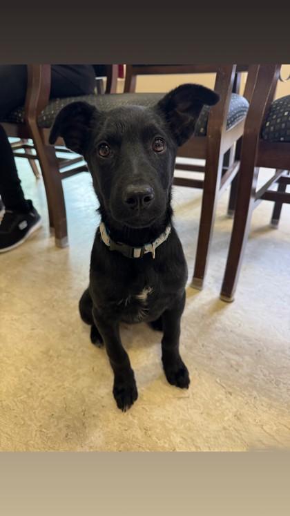 Jose, an adoptable Mixed Breed in Saskatoon, SK, S7H 0W2 | Photo Image 1