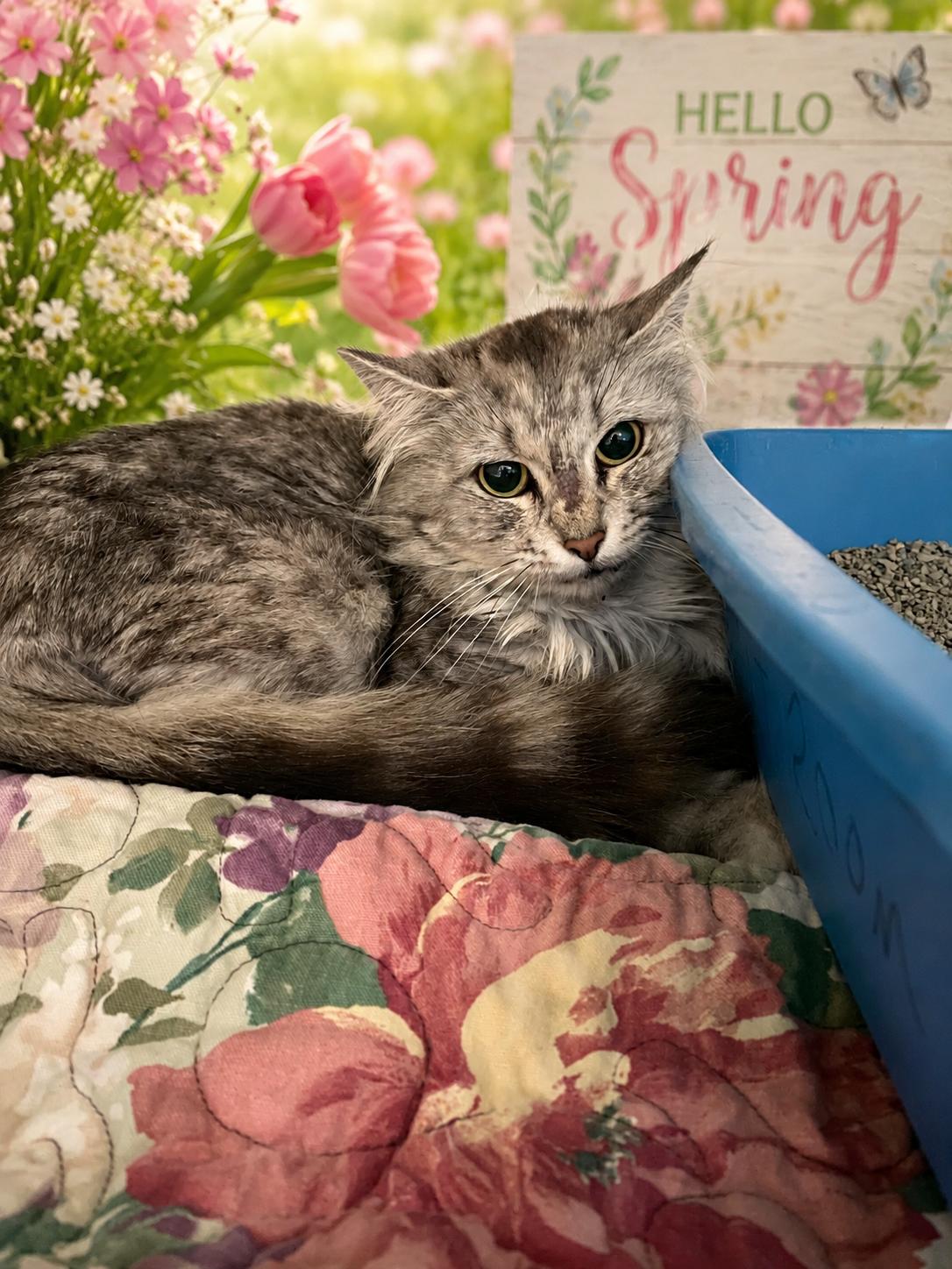 Chloe, a ADOPTABLE Domestic Long Hair in Belleville, MI image 1/2