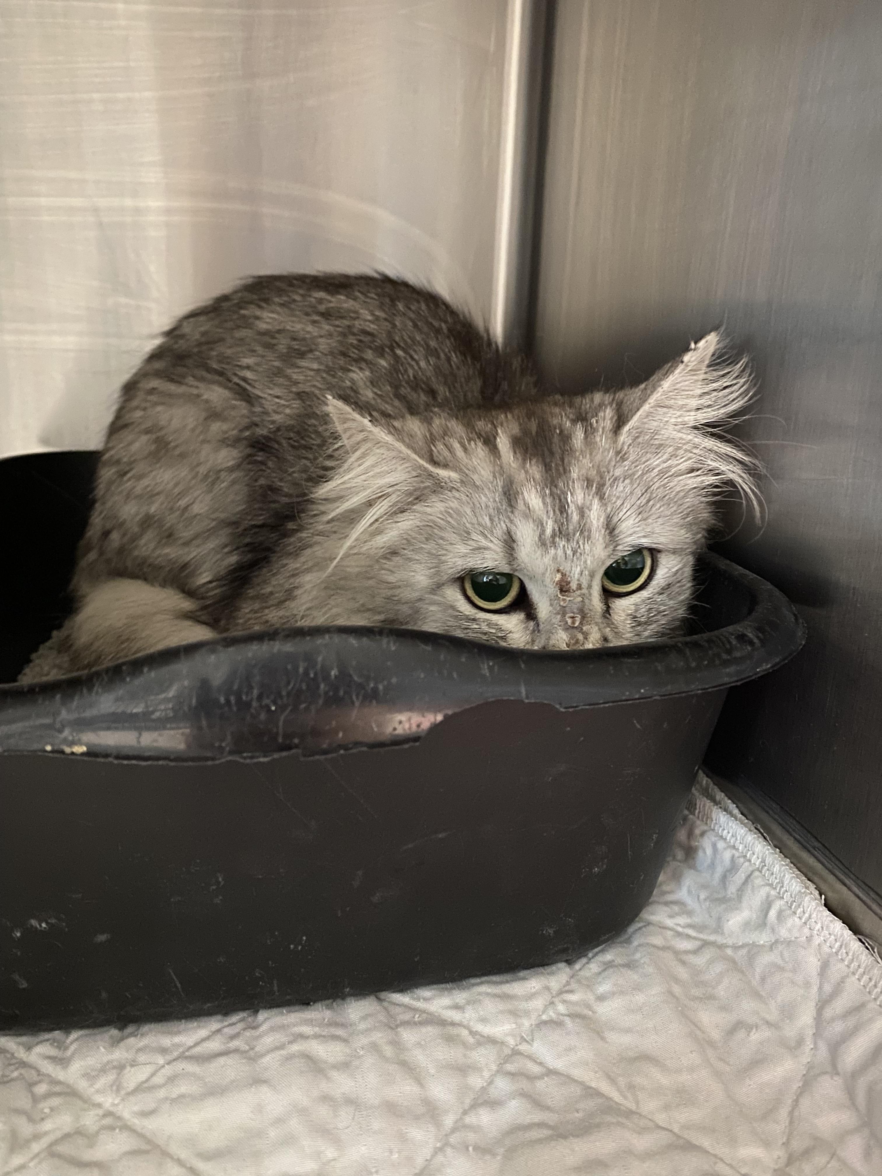 Chloe, a ADOPTABLE Domestic Long Hair in Belleville, MI image 2/2
