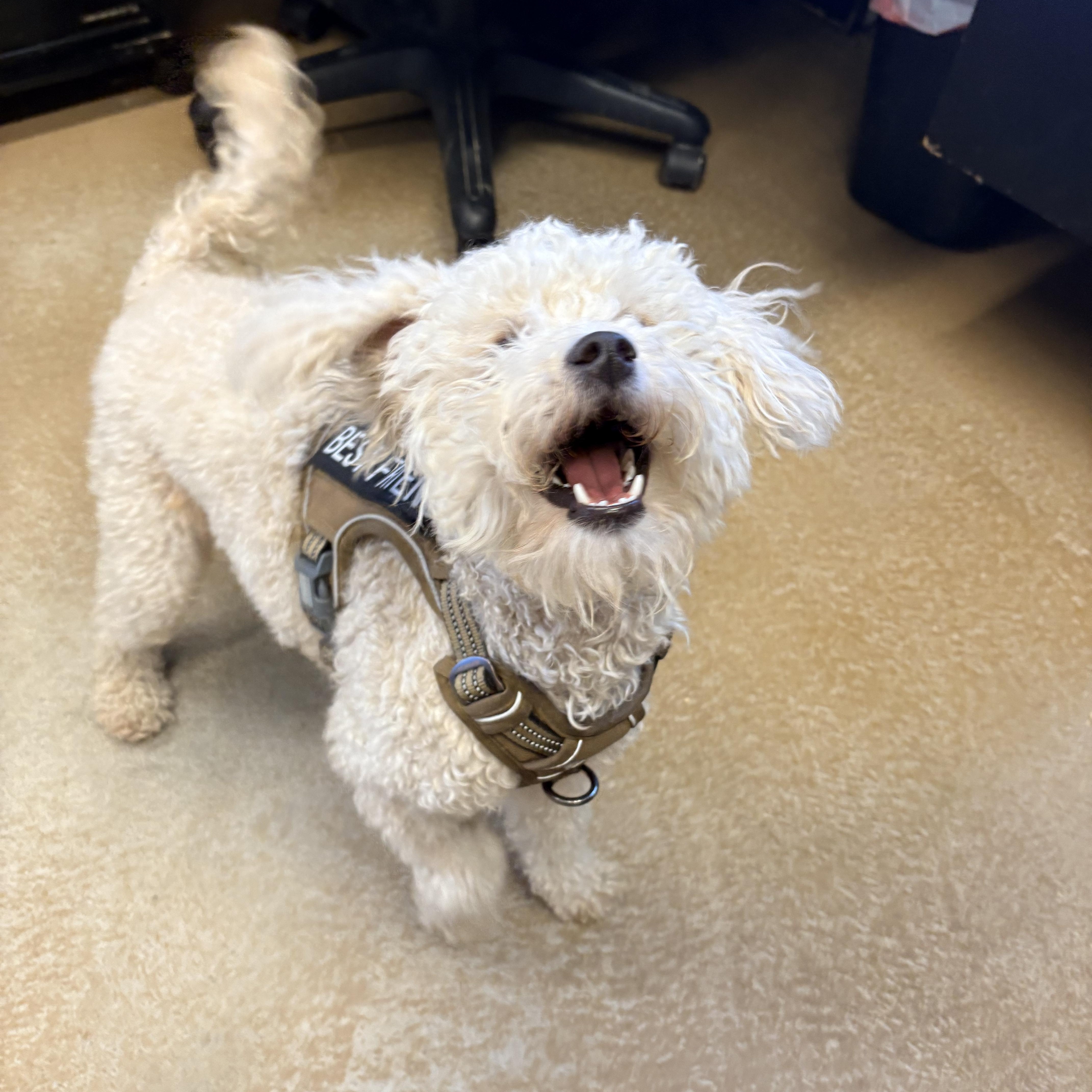 Casey, an adopted Poodle in Mira Loma, CA image 3/3