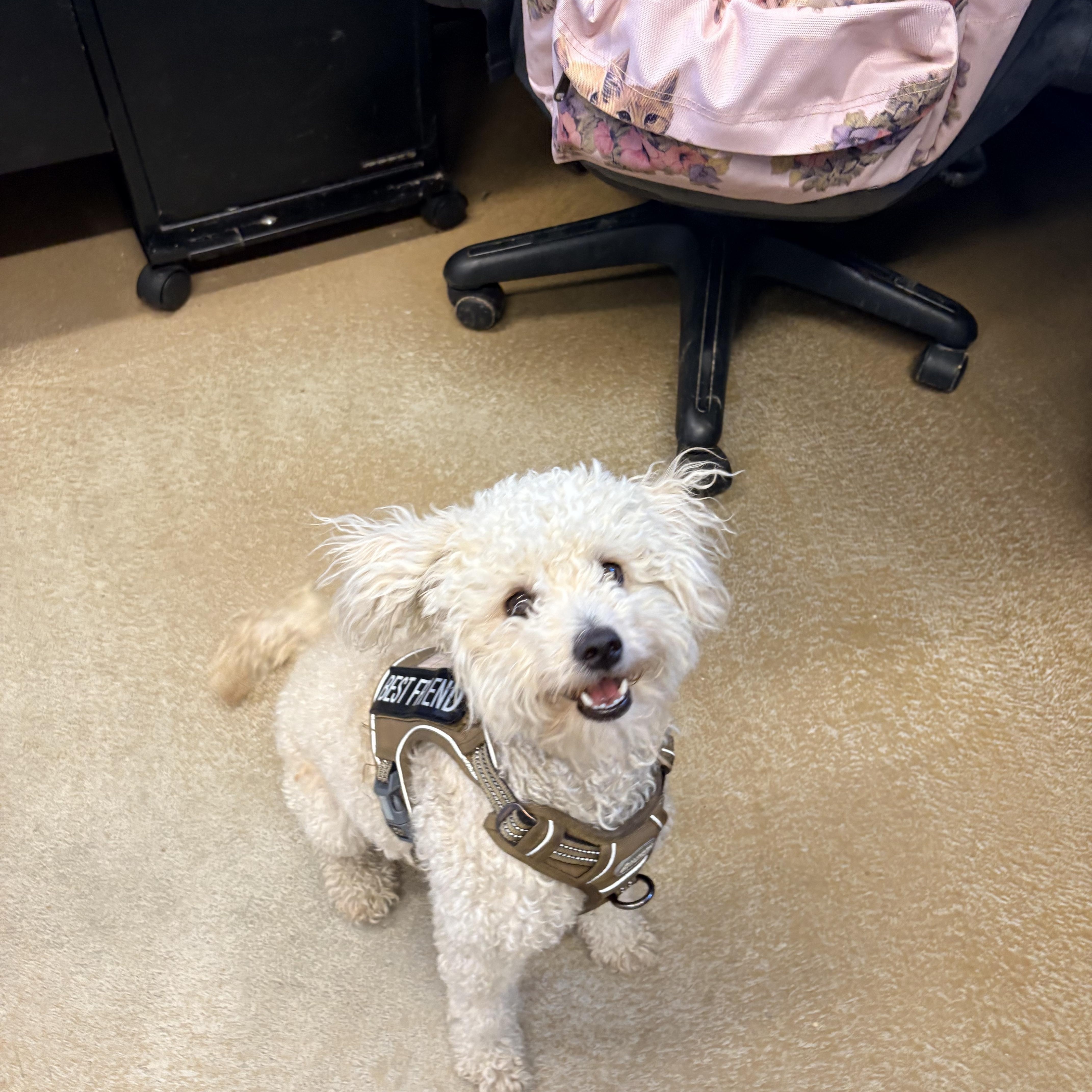Casey, an adopted Poodle in Mira Loma, CA image 2/3