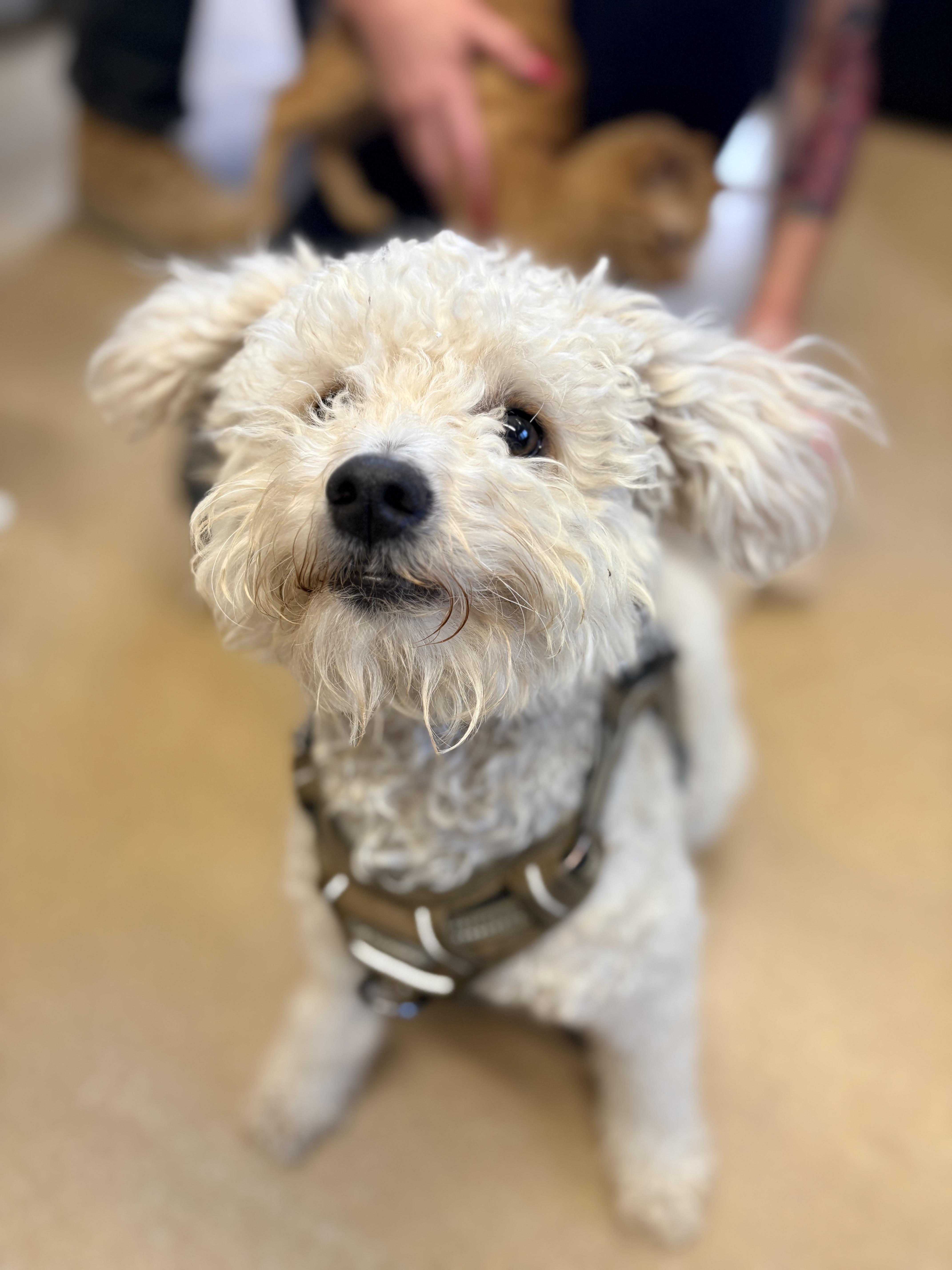 Casey, an adopted Poodle in Mira Loma, CA image 1/3
