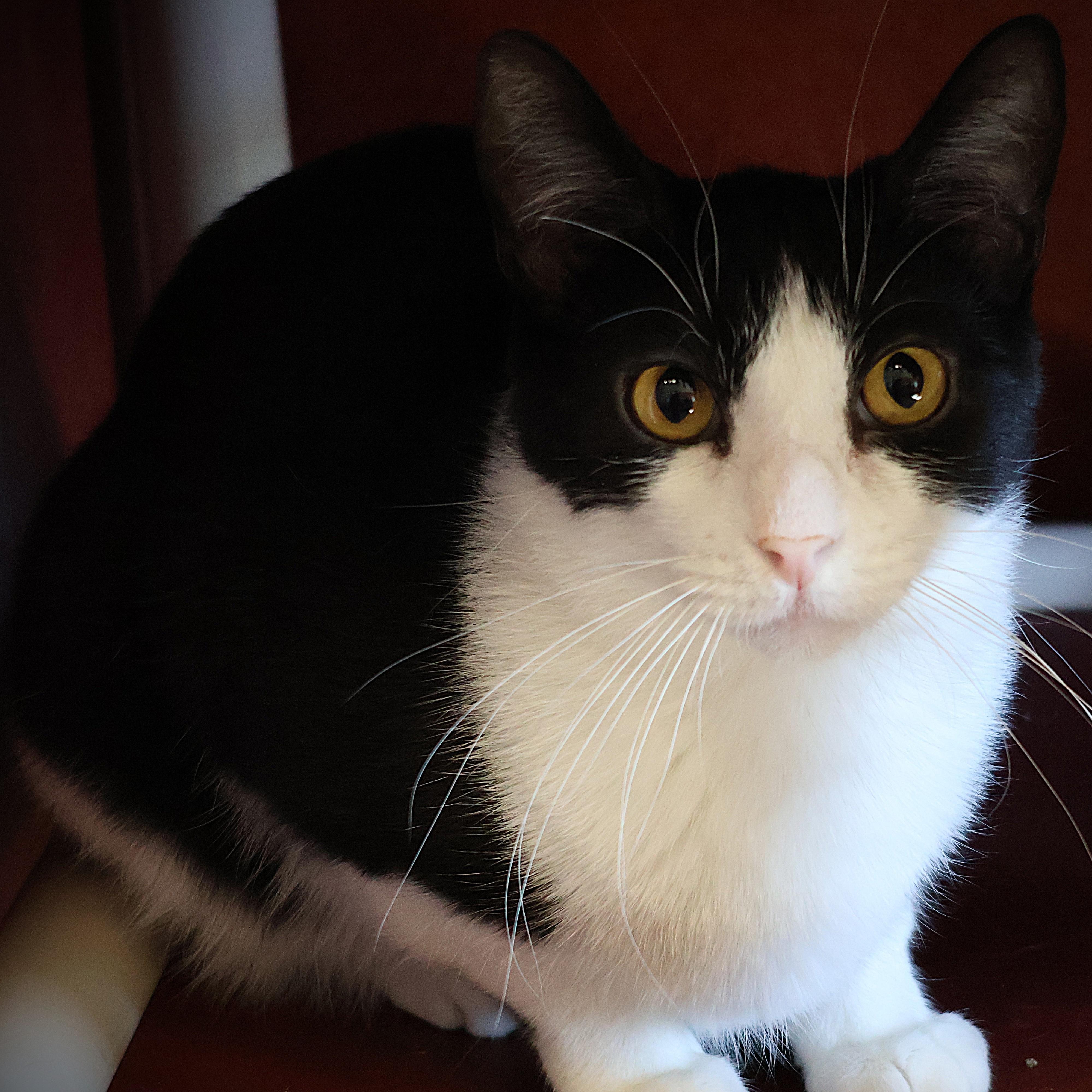 Tyler, Adoptable, Adult Male Domestic Short Hair.