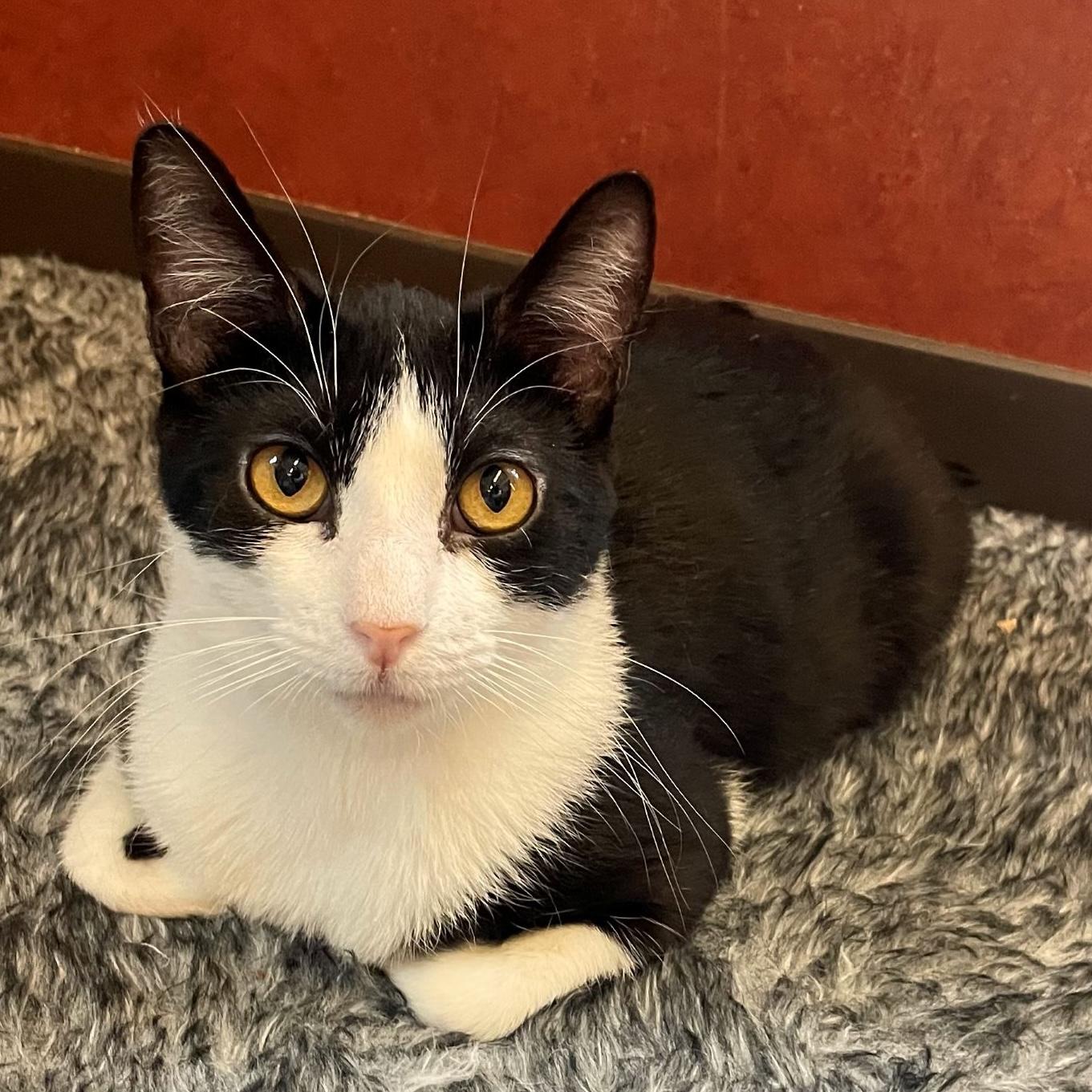 Enlarge Tyler, a Adoptable Domestic Short Hair in Rochester, MN image 2/2