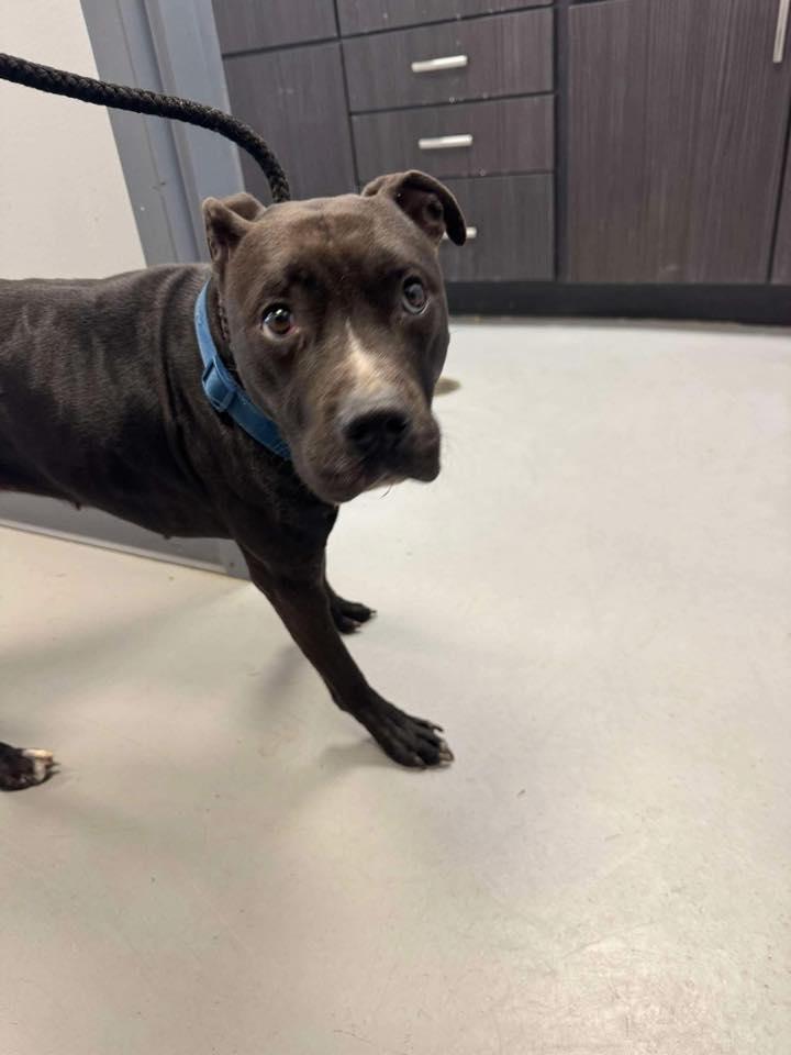 Cerelle, Adoptable, Young Female Terrier.