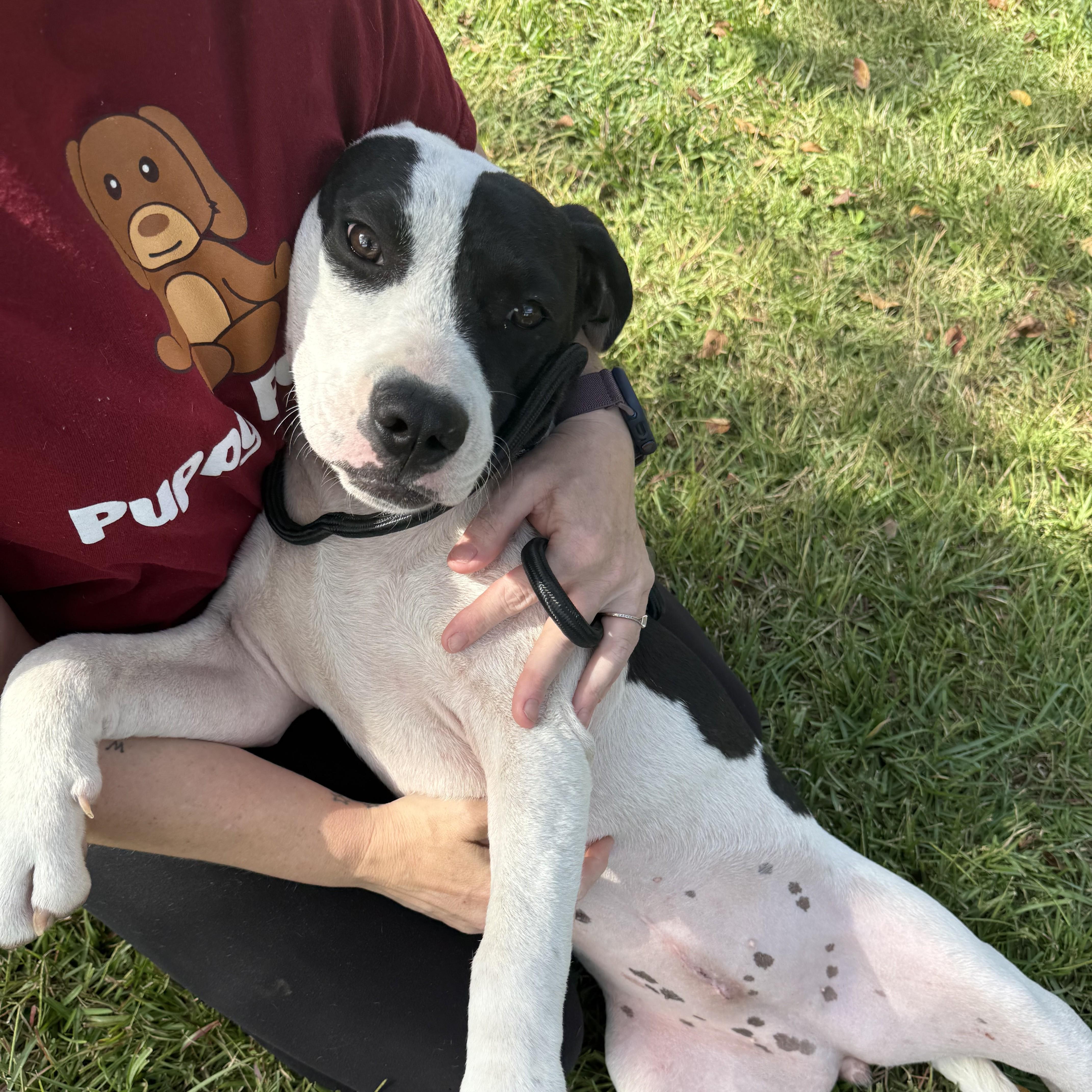 Monkey - Adoptable Pet | Petfinder | Petfinder