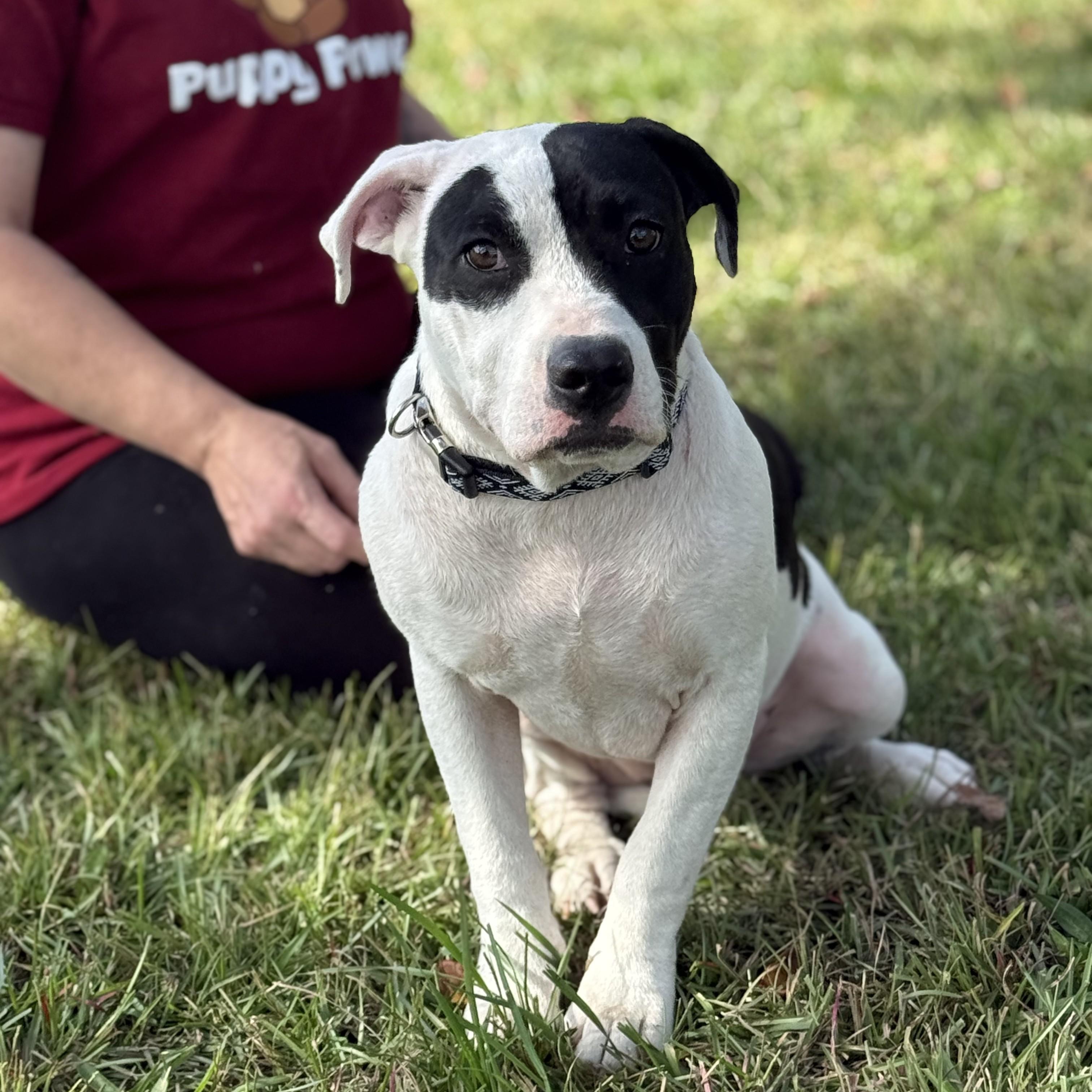 Monkey - Adoptable Pet | Petfinder | Petfinder