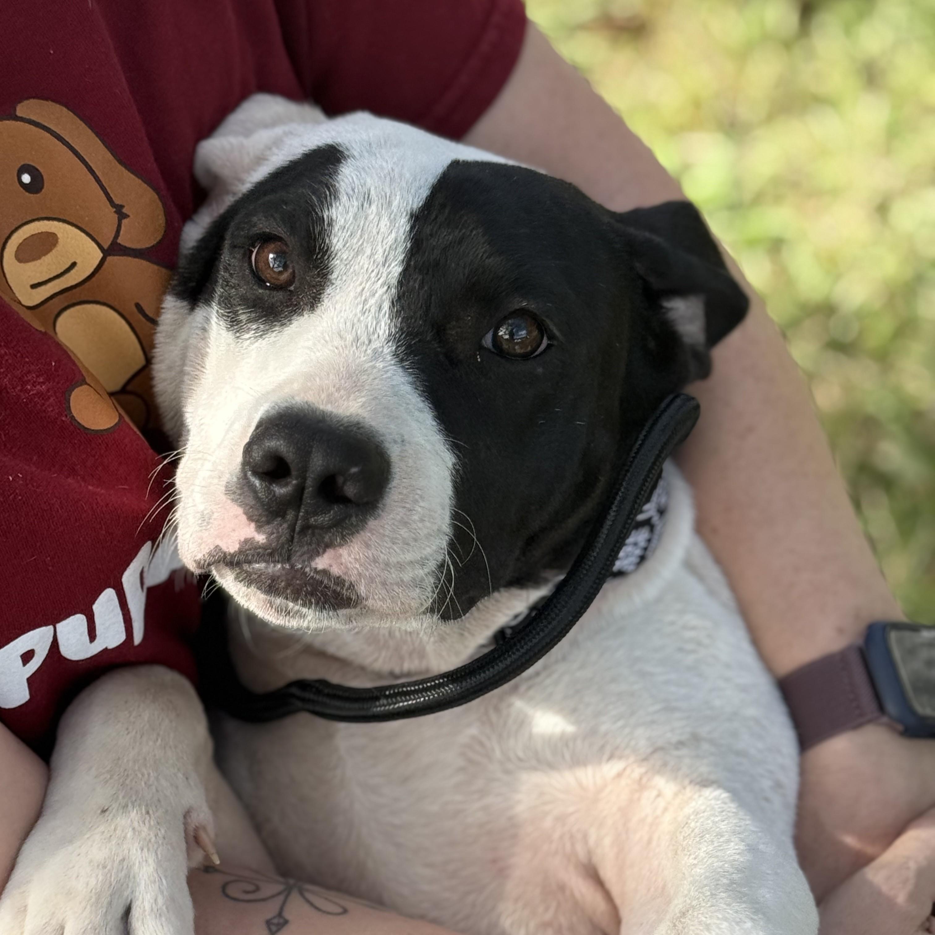 Monkey - Adoptable Pet | Petfinder | Petfinder