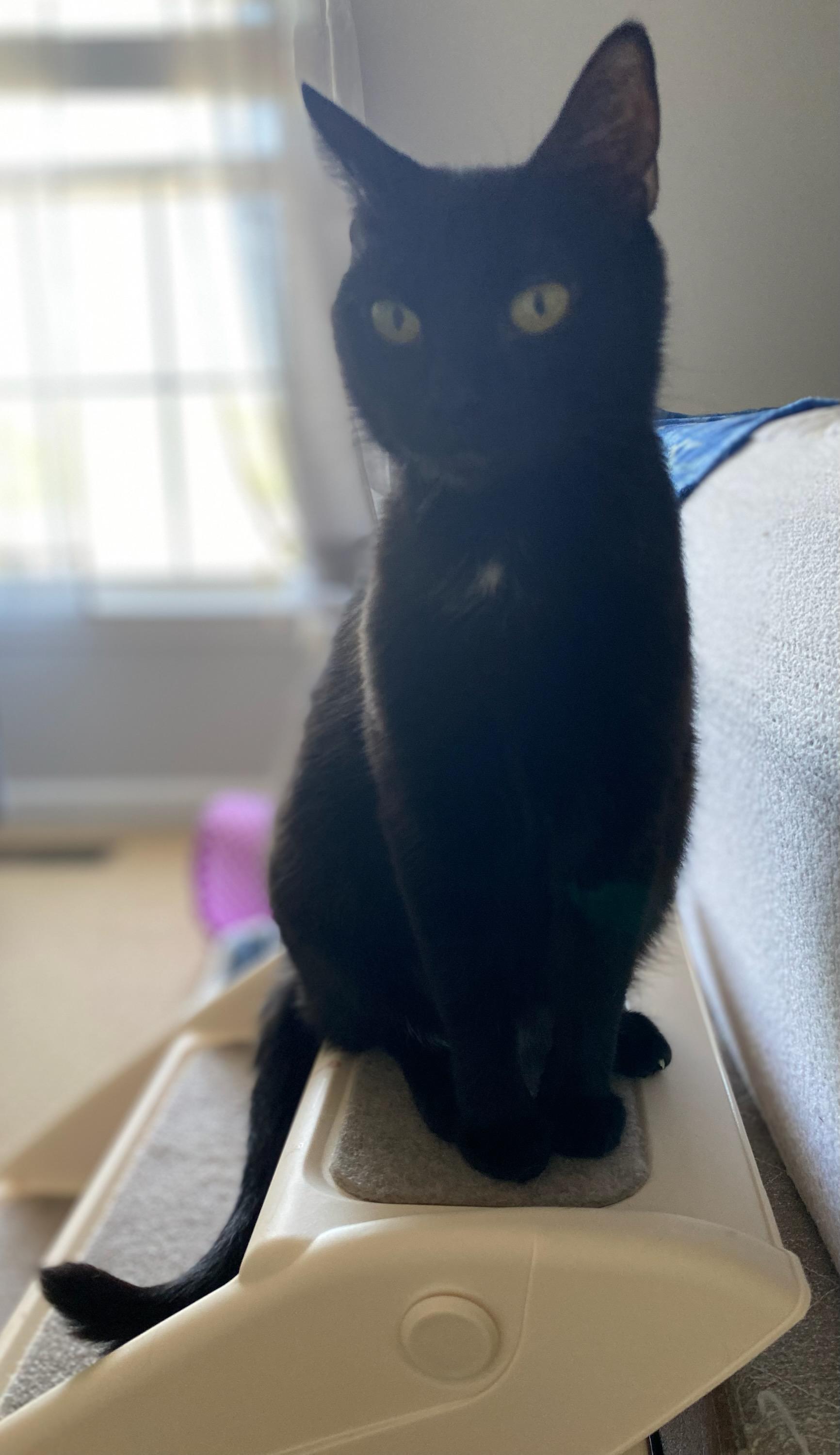 Pepper thumbnail 3
