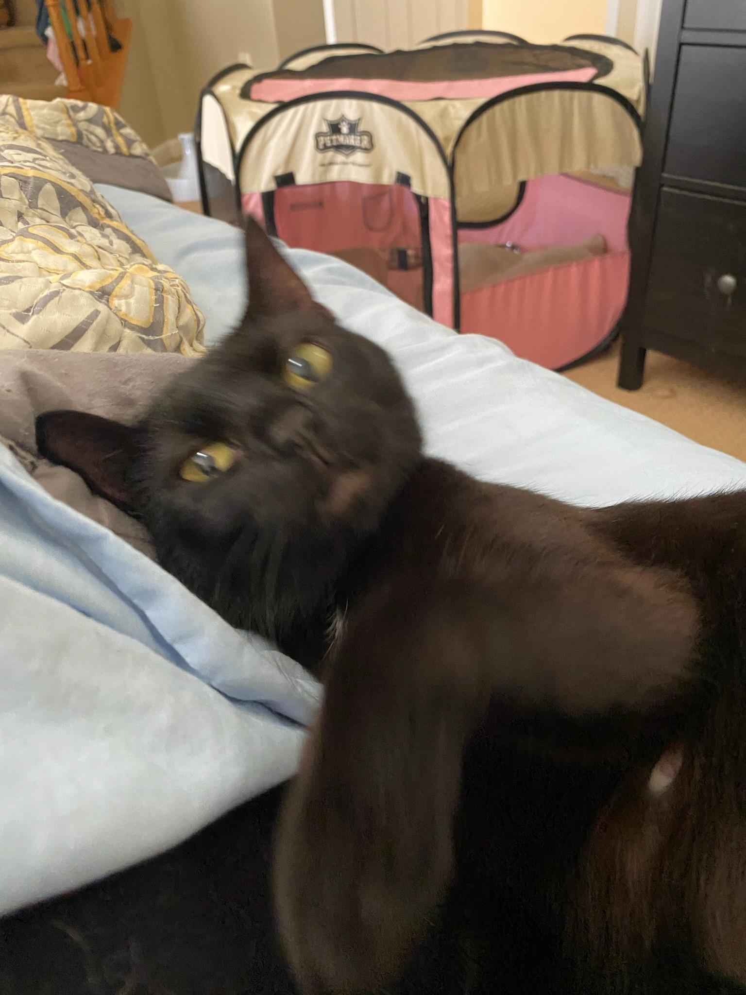 Pepper thumbnail 2
