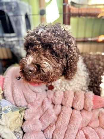 Alice, a ADOPTABLE Labradoodle in Bedford Hills, NY image 2/6