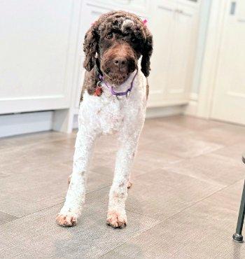 Alice, a ADOPTABLE Labradoodle in Bedford Hills, NY image 1/4