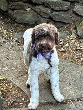 Alice, a ADOPTABLE Labradoodle in Bedford Hills, NY image 1/6