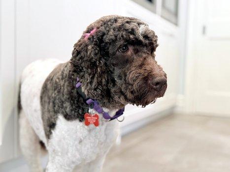 Alice, a ADOPTABLE Labradoodle in Bedford Hills, NY image 2/4