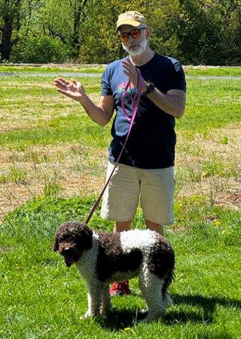 Alice, a ADOPTABLE Labradoodle in Bedford Hills, NY image 6/6