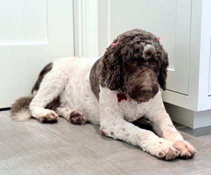 Alice, a ADOPTABLE Labradoodle in Bedford Hills, NY image 4/4