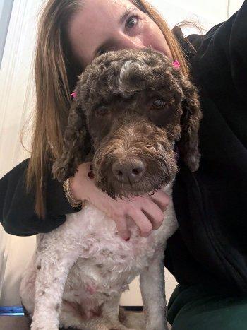 Alice, a ADOPTABLE Labradoodle in Bedford Hills, NY image 3/4