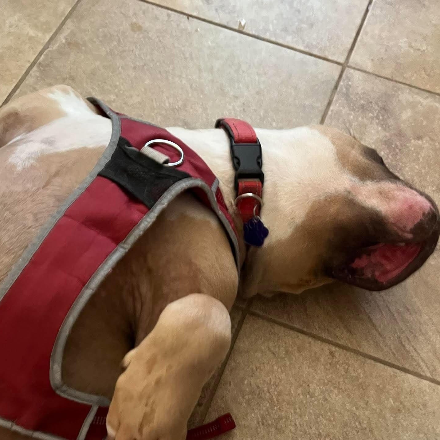 Enlarge Bubba, a ADOPTABLE American Bully in Roswell, NM image 4/6