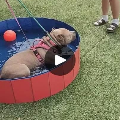 Enlarge Bubba, a ADOPTABLE American Bully in Roswell, NM image 3/6