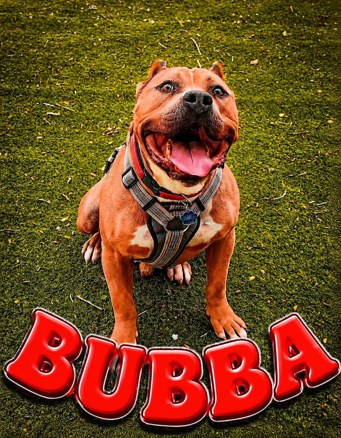 Bubba, ADOPTABLE, Adult Male American Bully.