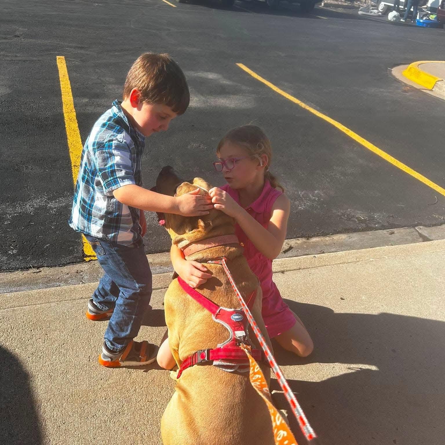 Enlarge Bubba, a ADOPTABLE American Bully in Roswell, NM image 5/6