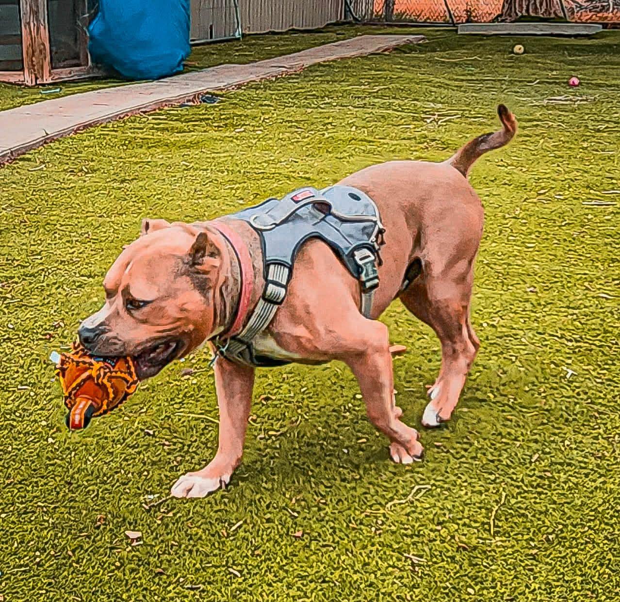Enlarge Bubba, a ADOPTABLE American Bully in Roswell, NM image 2/6