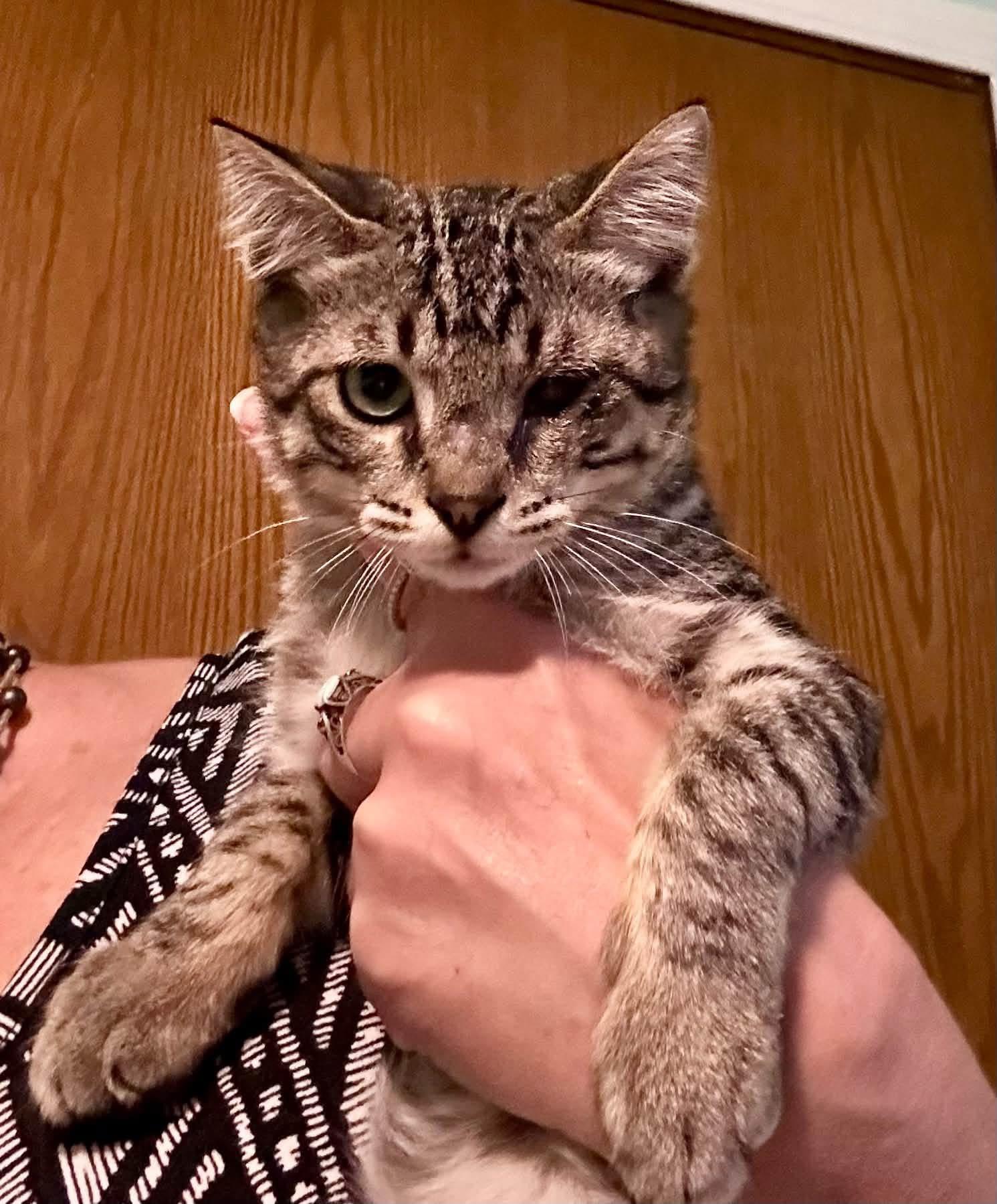 Kenney, Adoptable, Kitten Male Domestic Short Hair.