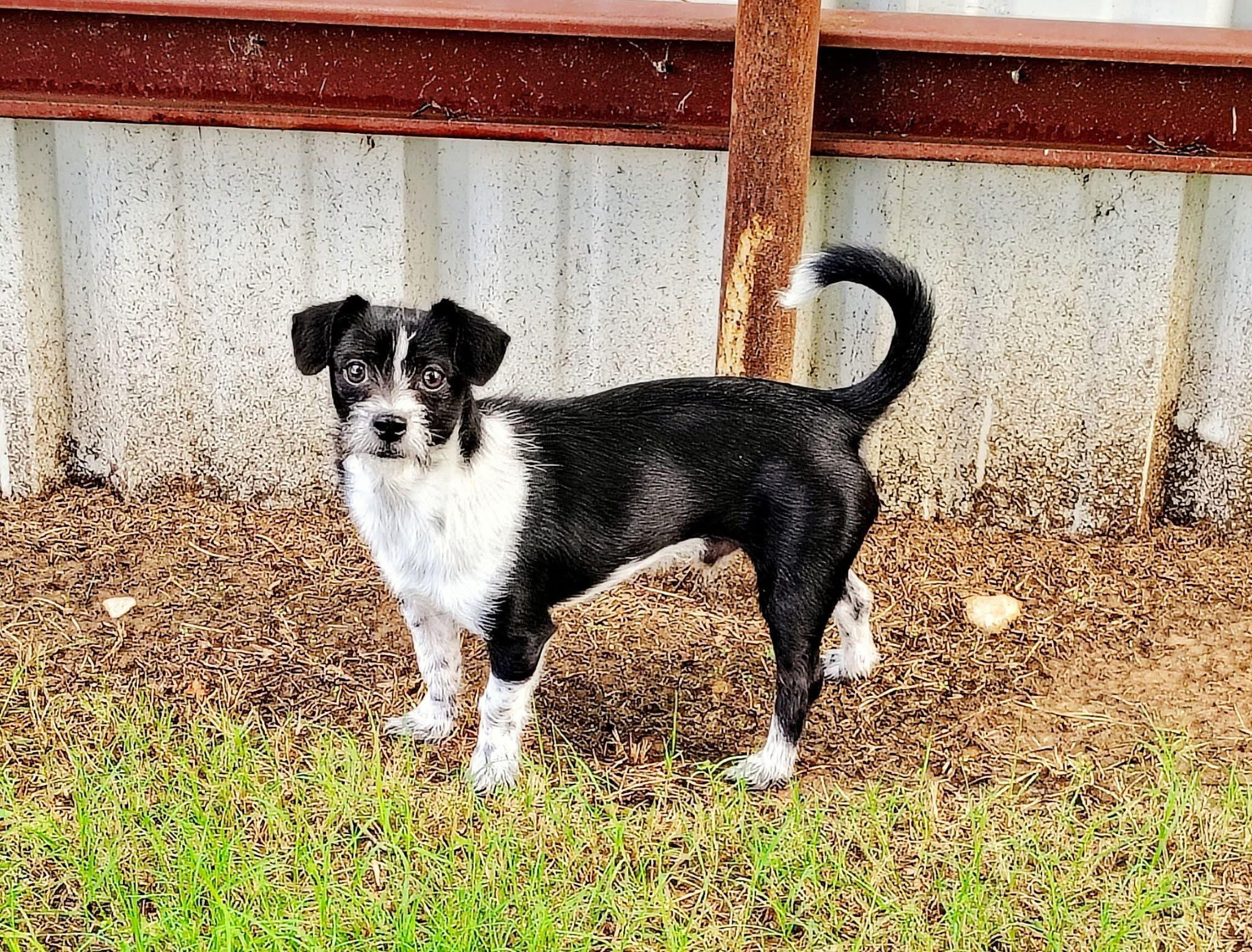 Enlarge Pocket, a ADOPTABLE mixed breed in Mingus, TX image 1/1