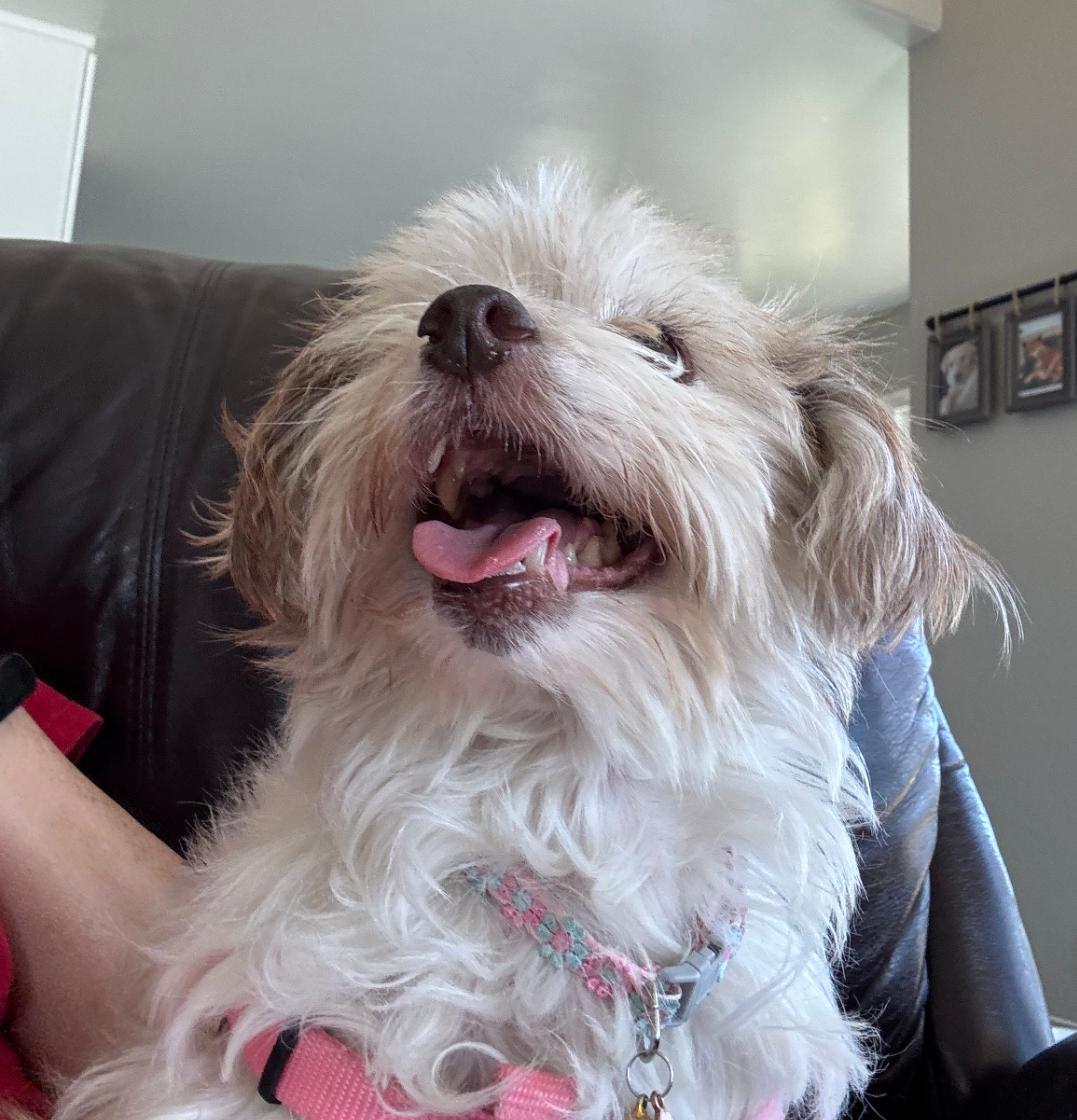 Dolce, an adoptable Maltipoo in Thousand Oaks, CA, 91360 | Photo Image 6