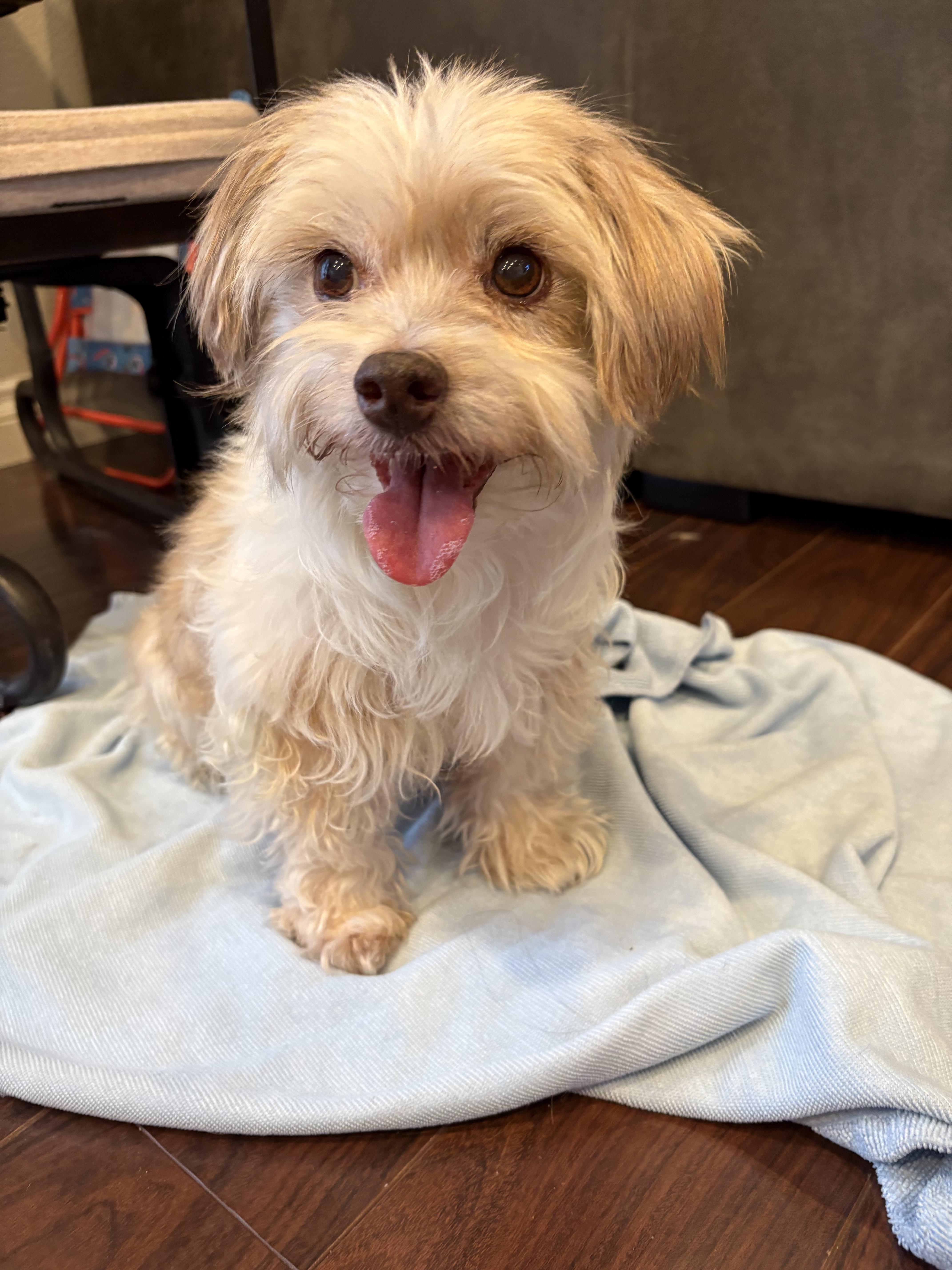 Dolce, an adoptable Maltipoo in Thousand Oaks, CA, 91360 | Photo Image 1